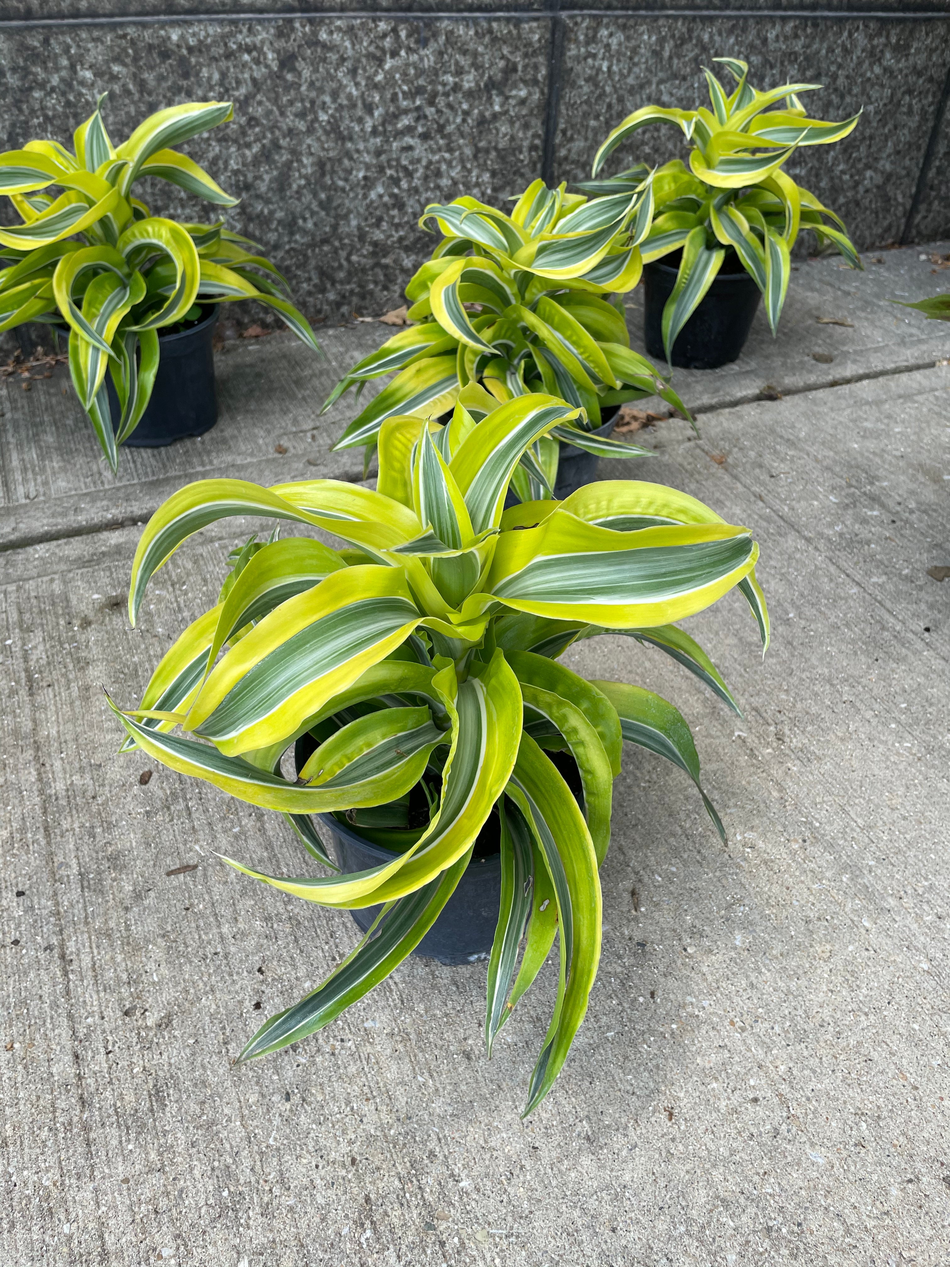 6 Dracaena Lemon Surprise | Plant Mode