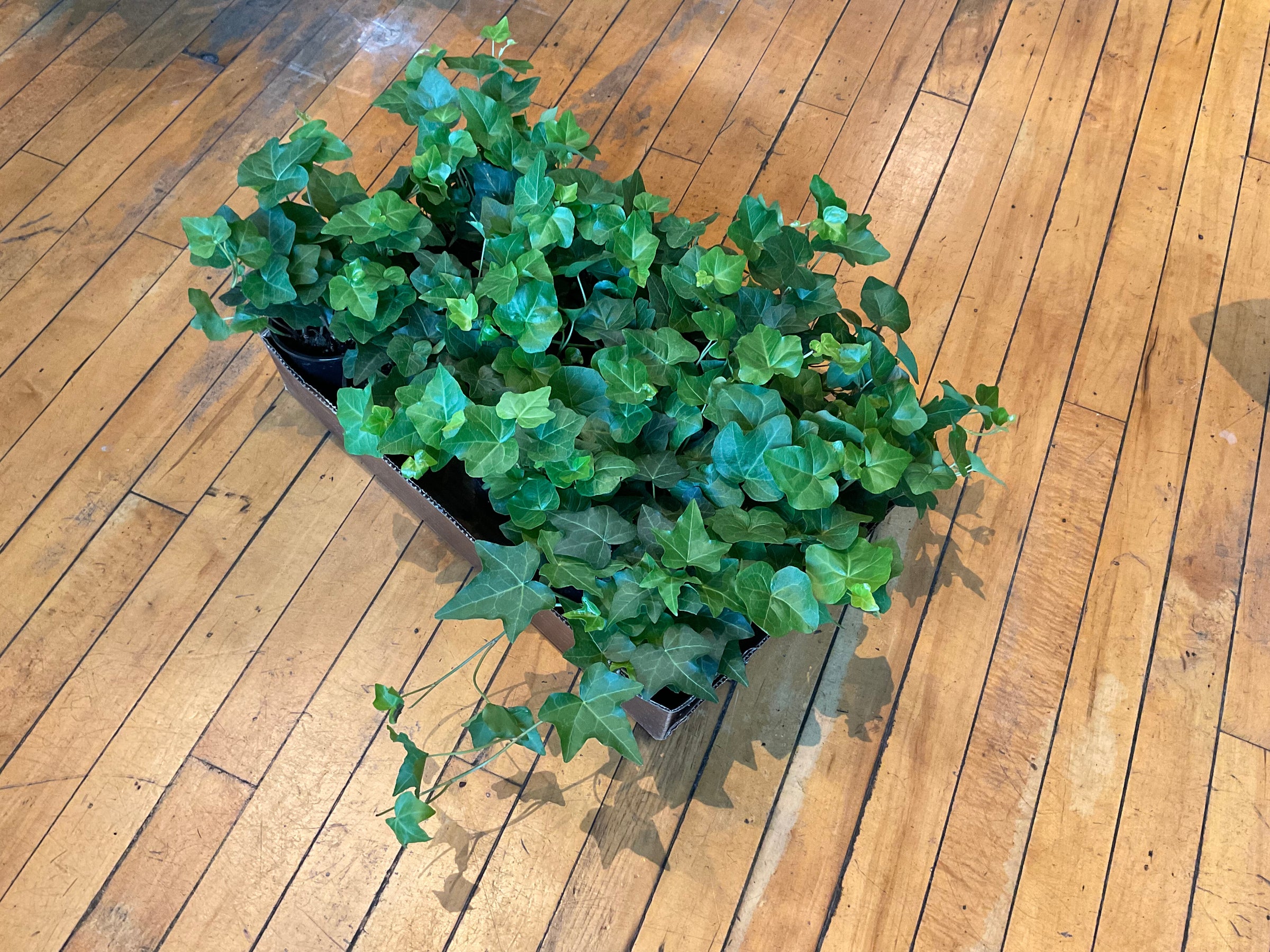 Tropical Ivy | Plant Mode