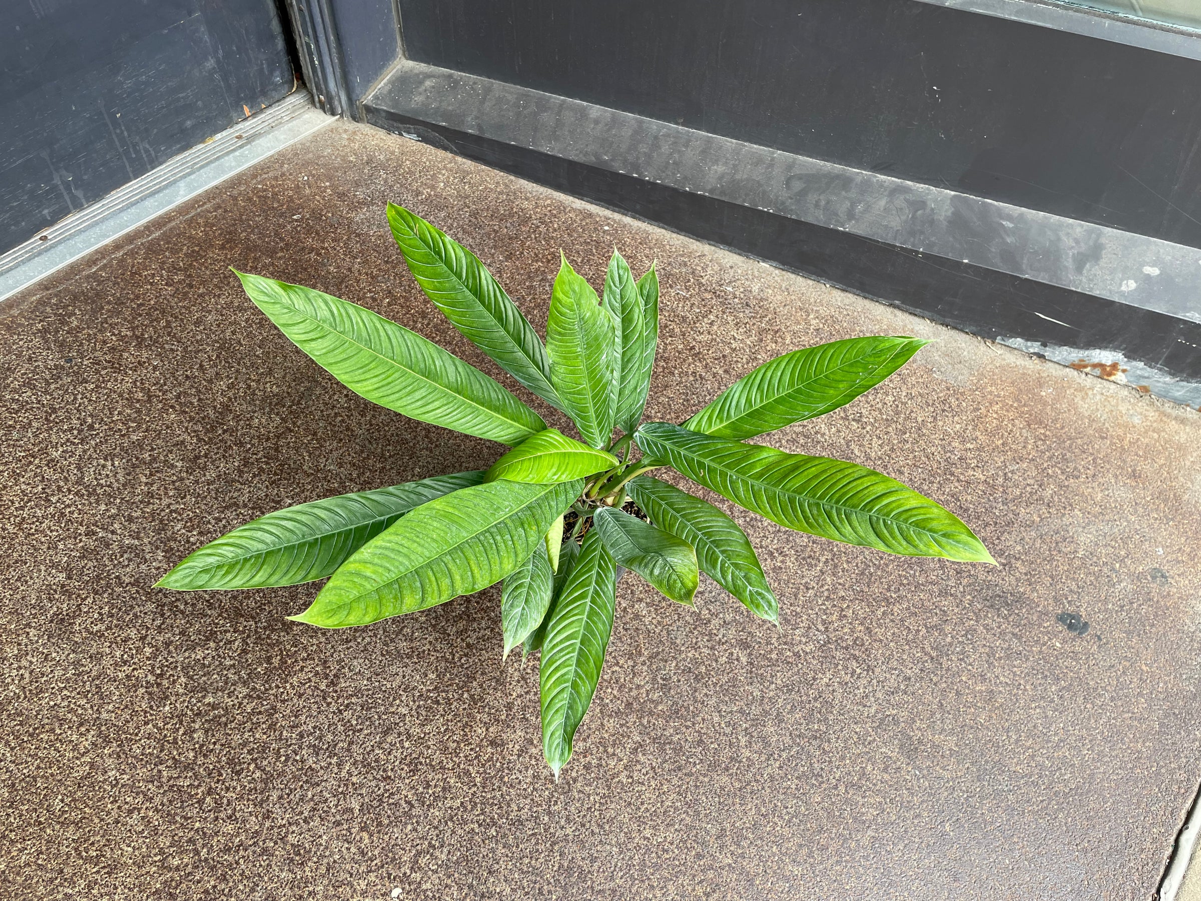 Philodendron campii Lynette | Plant Mode
