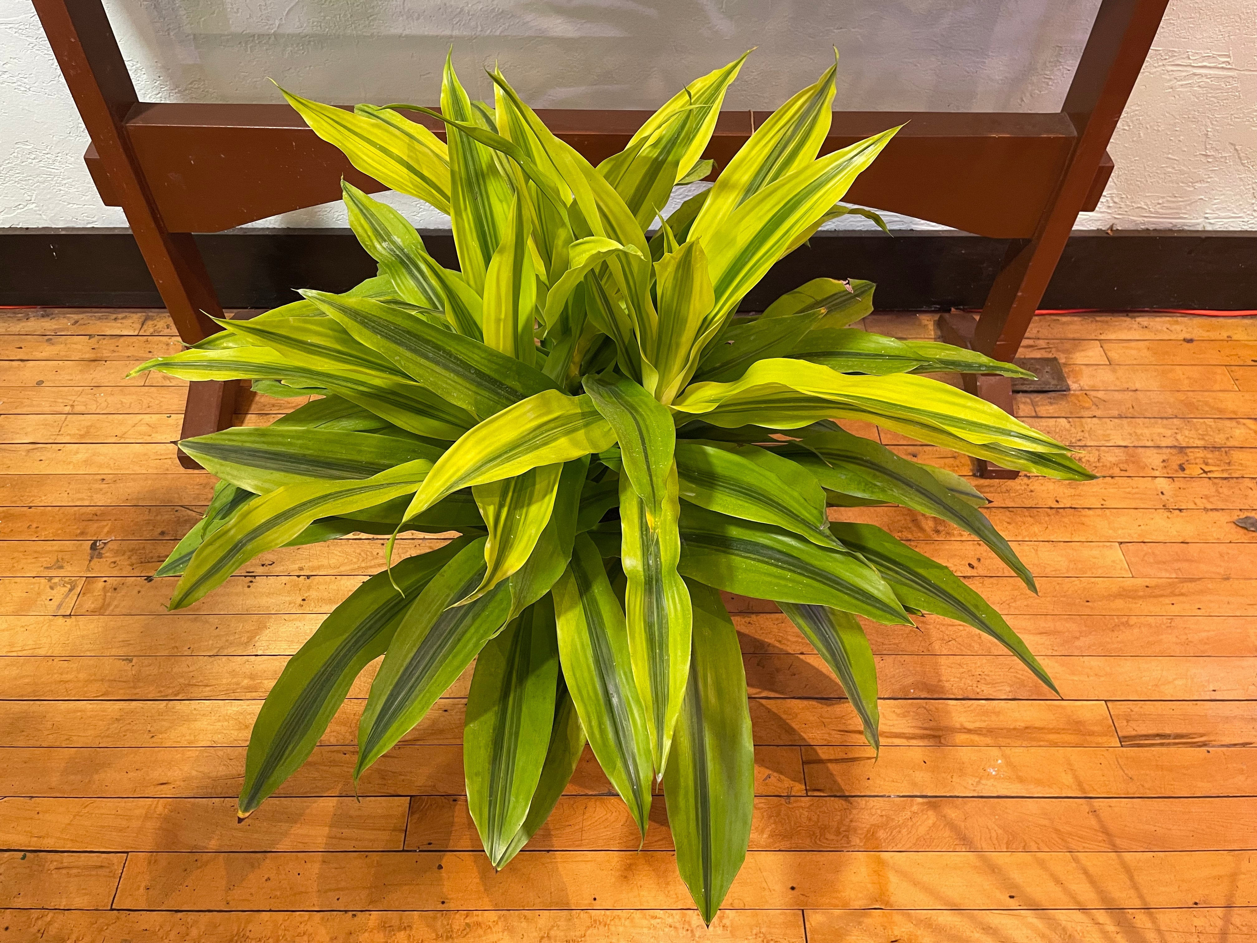 indoor evergreen plants Buy Chinese Evergreen First Diamond main image 0