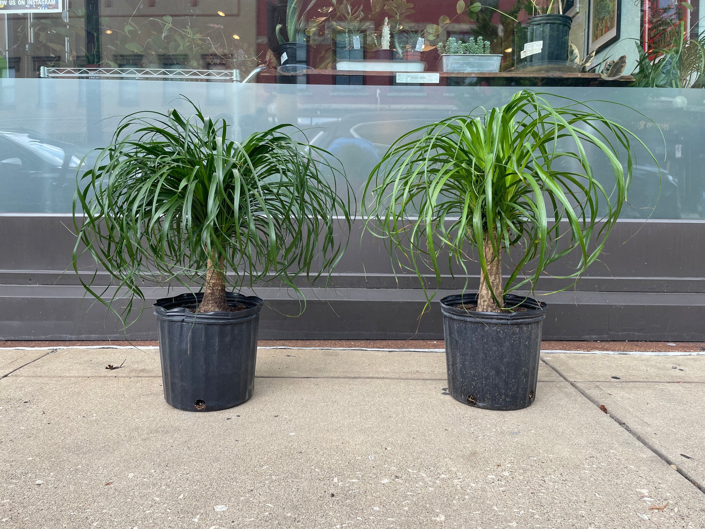 Ponytail Palm | Plant Mode