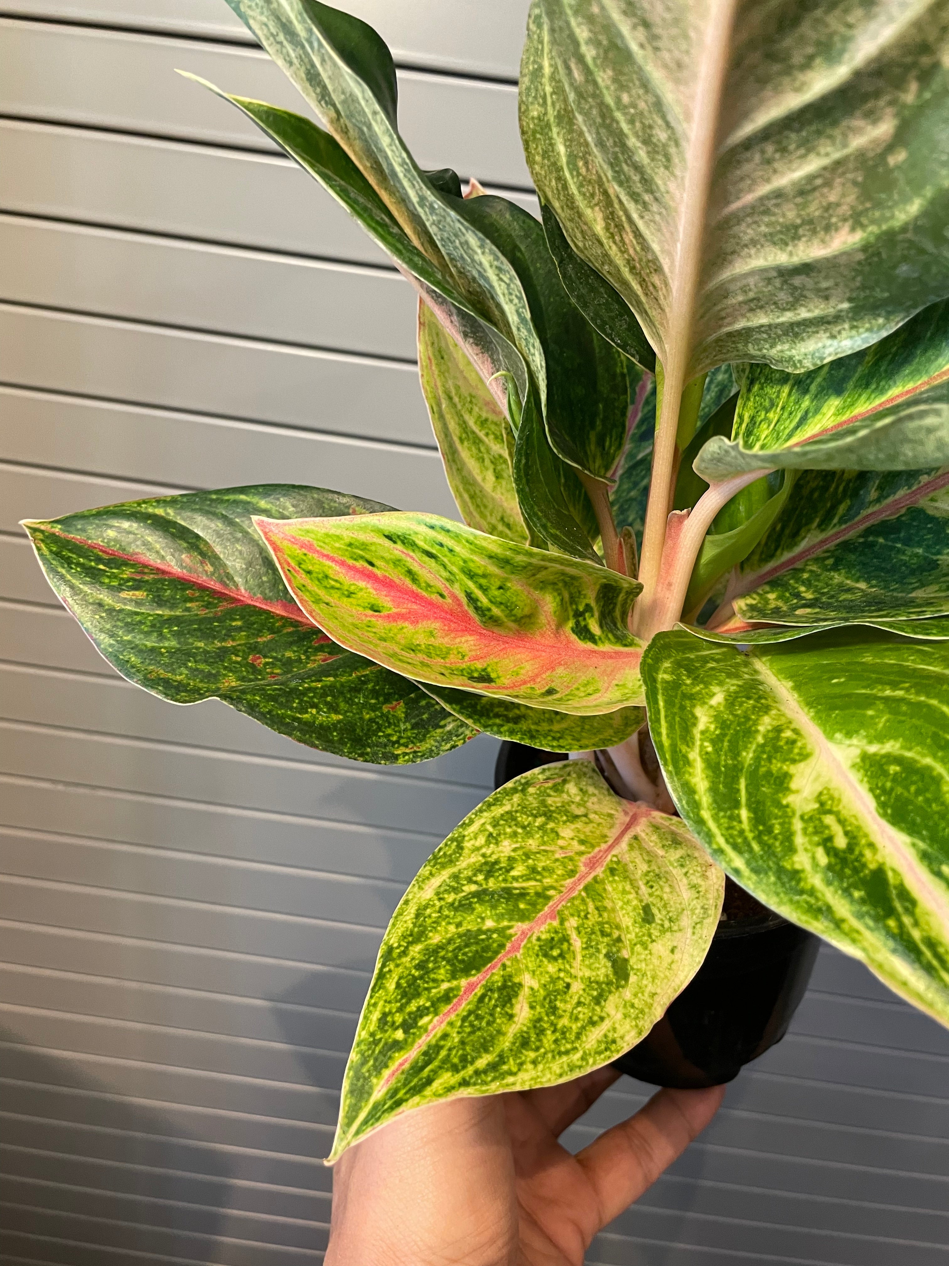dracaena marginata toxic to cats Large Dracaena Marginata Red Dragon' – Dahing Plants main image 0