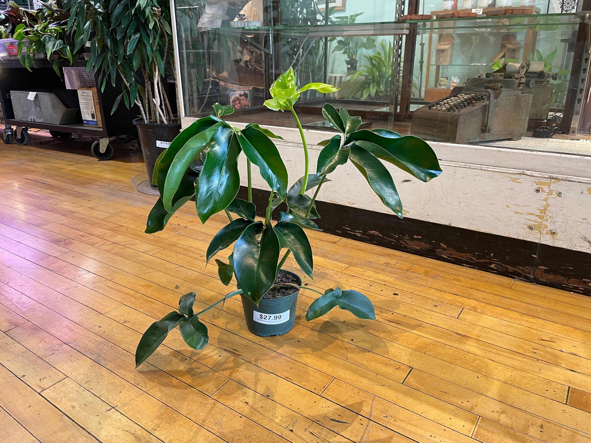 Philodendron Goeldii | Plant Mode