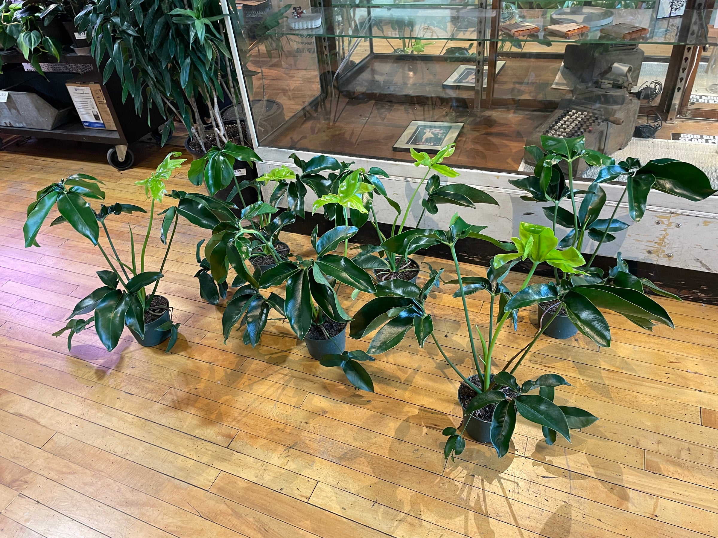 Philodendron Goeldii