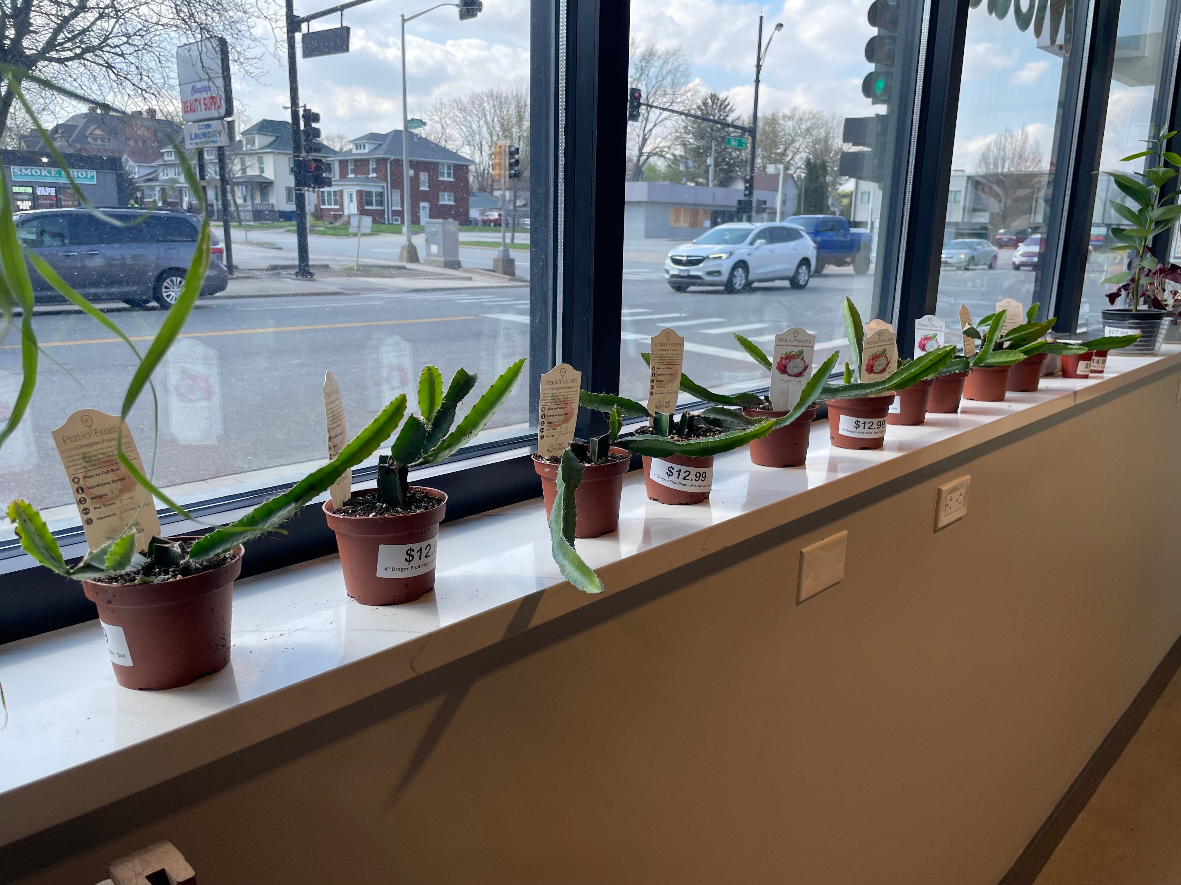 Dragon Fruit Plant | Plant Mode
