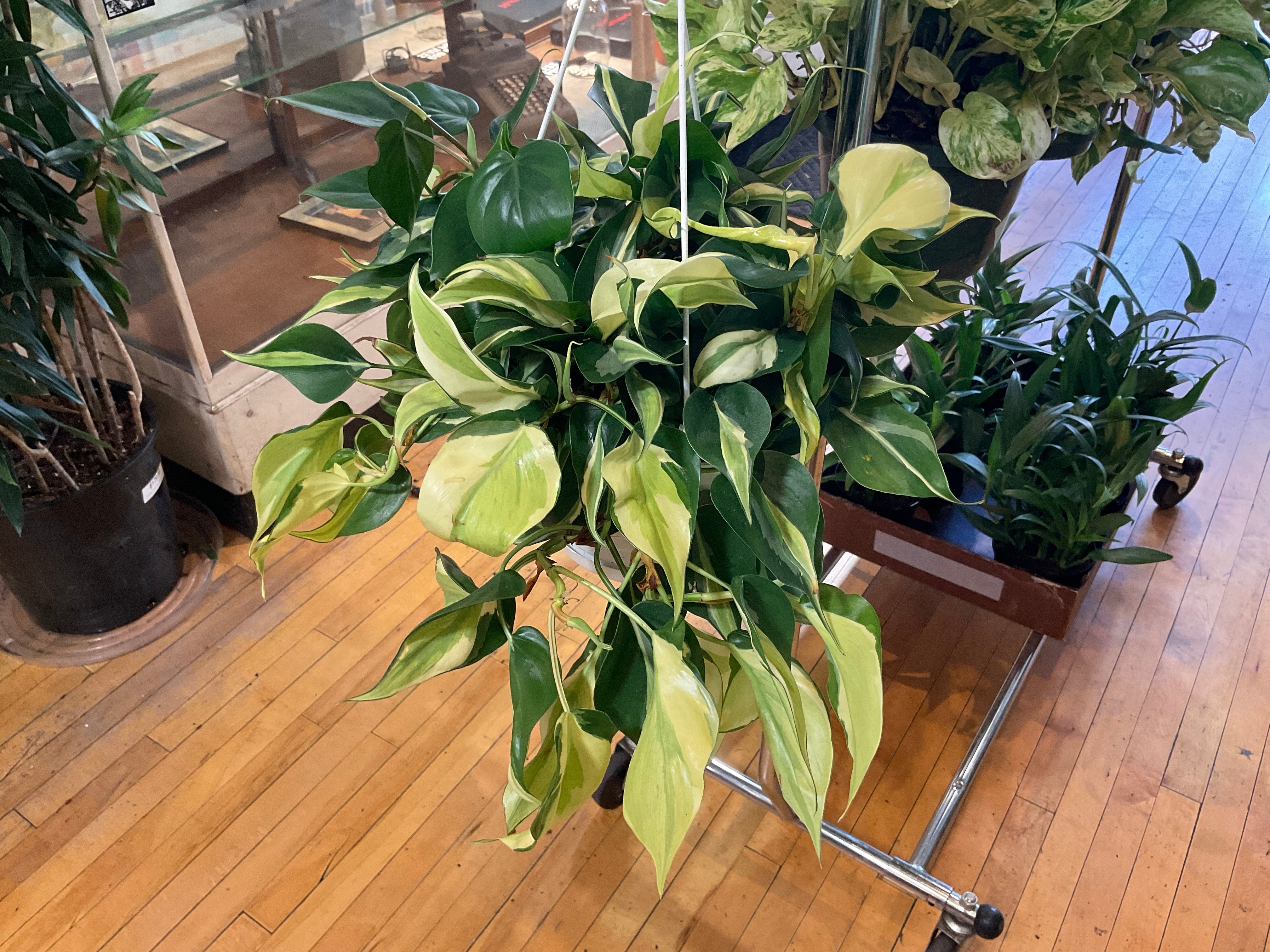 Philodendron Rio | Plant Mode