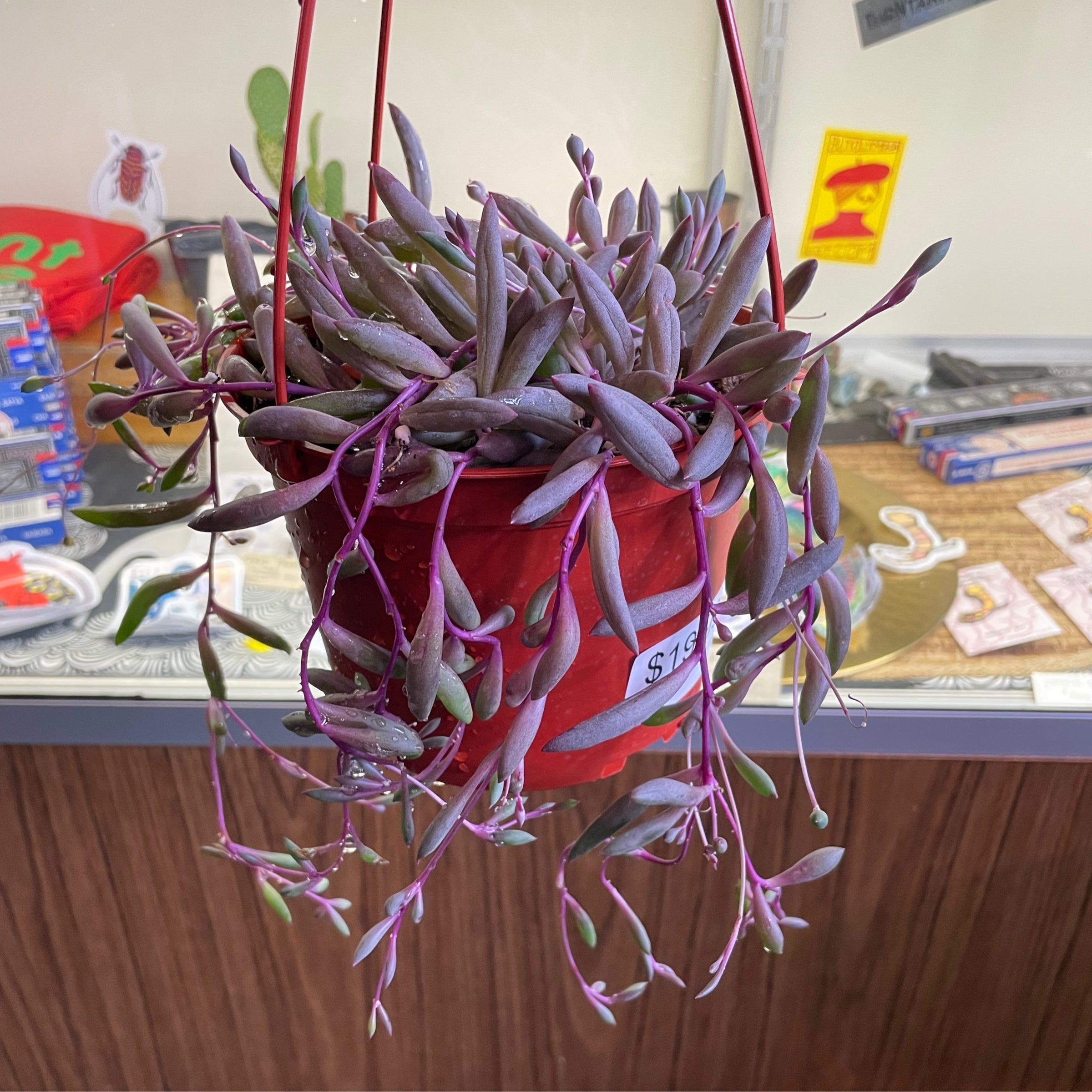 succulent purple leaves 8'' Graptopetalum Purple Delight Variegated, Rare Live Succulent Plants