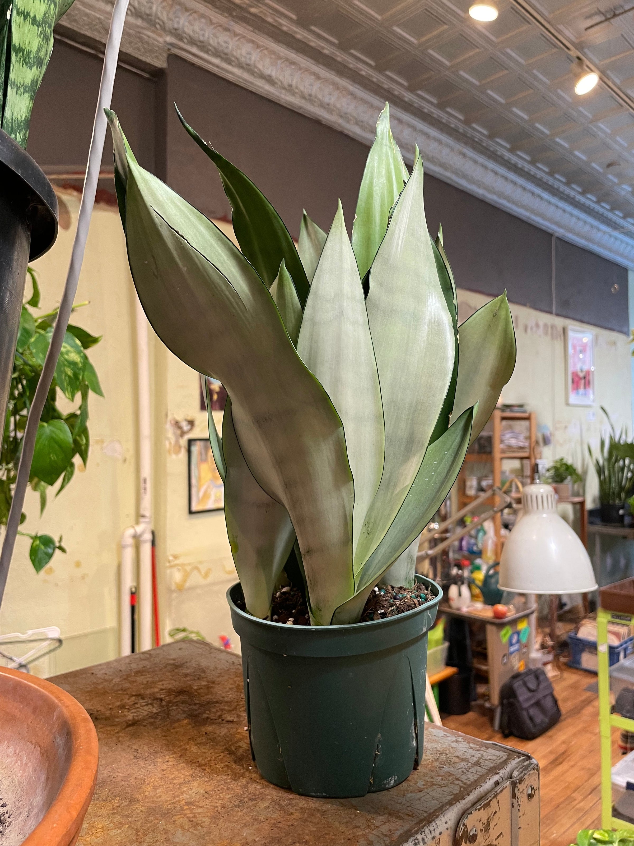 Sansevieria | Plant Mode