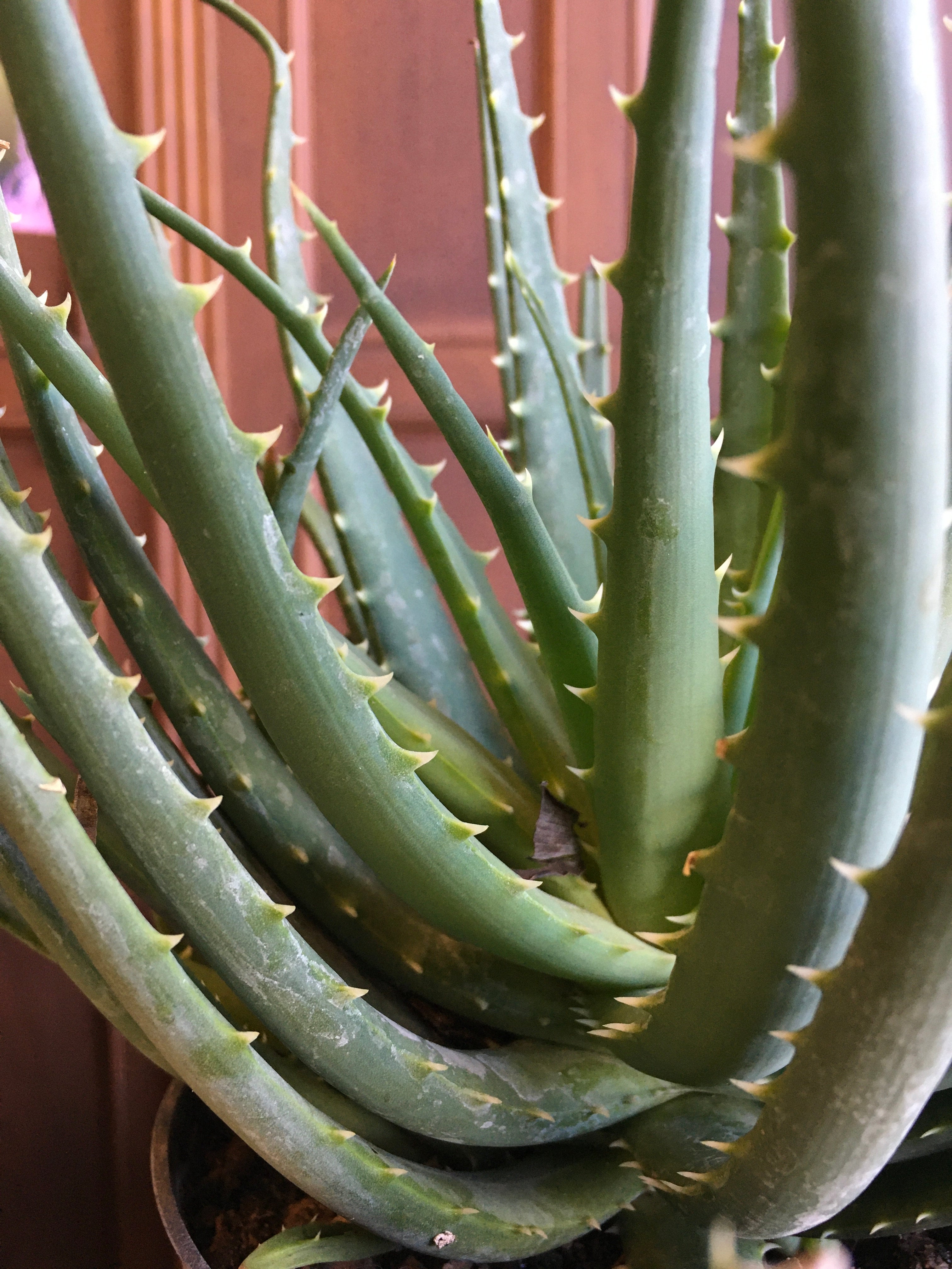 aloe vera seife wirkung Aloe Vera Seife ca.150g, empfohlen bei Ekzemen, Neurodermitis, Herpes und  Schuppenflechten