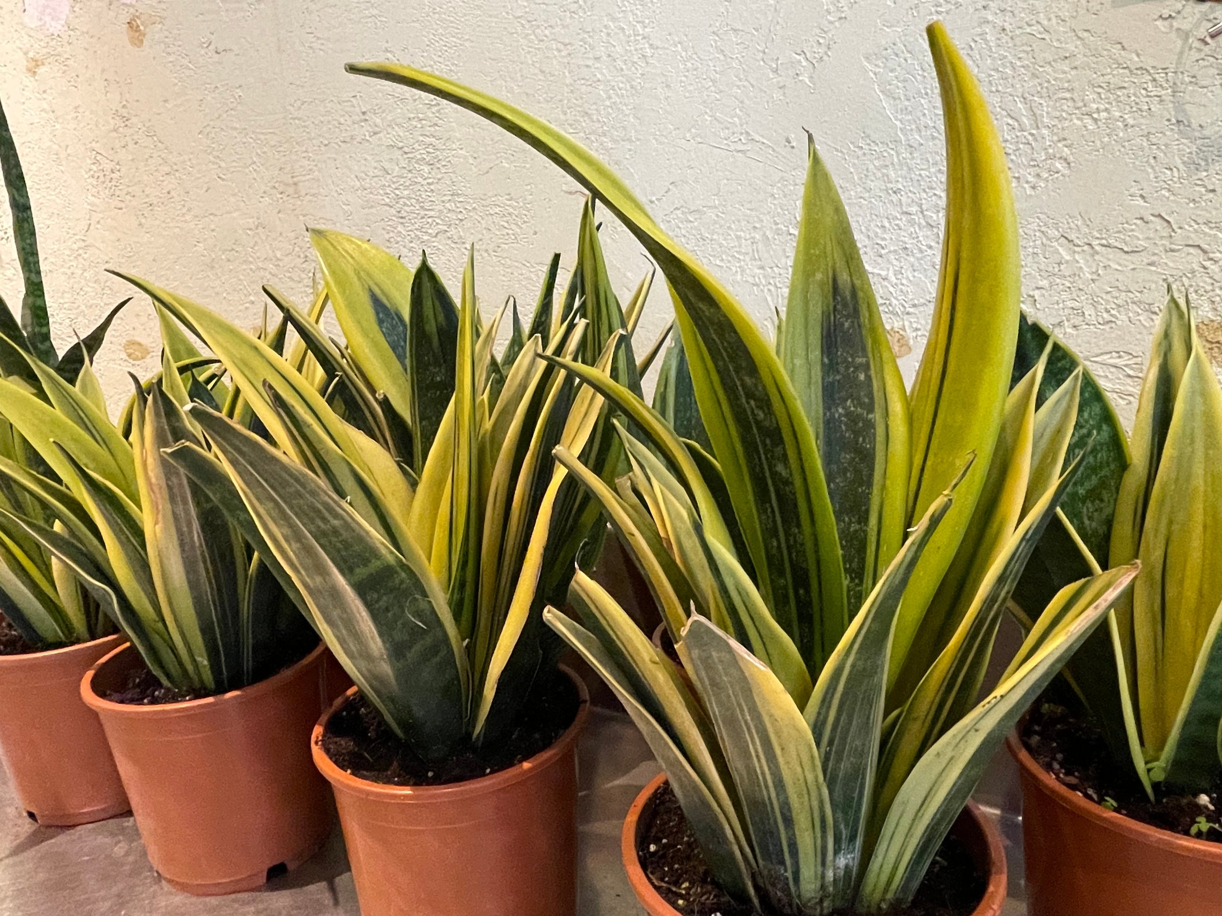 sansevieria silver flame Silver Flame Sansevieria  Lichtenfelt's