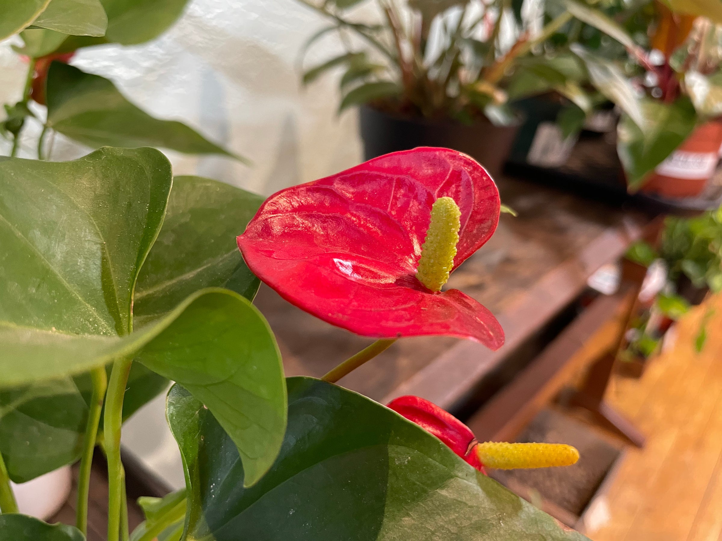 elephant ear plant annual or perennial Aloha Elephant Ear