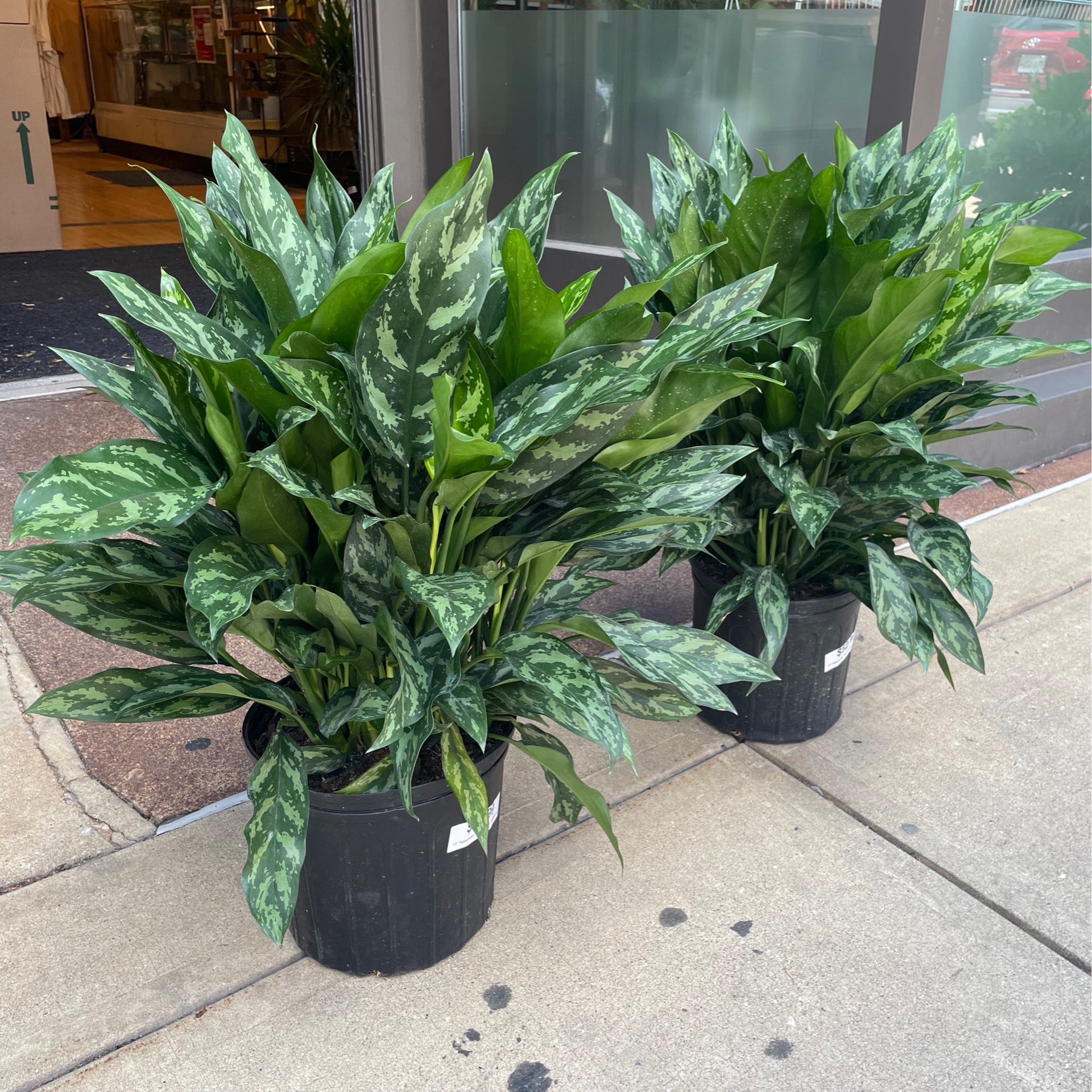 croton iceton plant Codiaeum variegatum pictum Iceton - Croton Iceton Plants | Hortology main image 0
