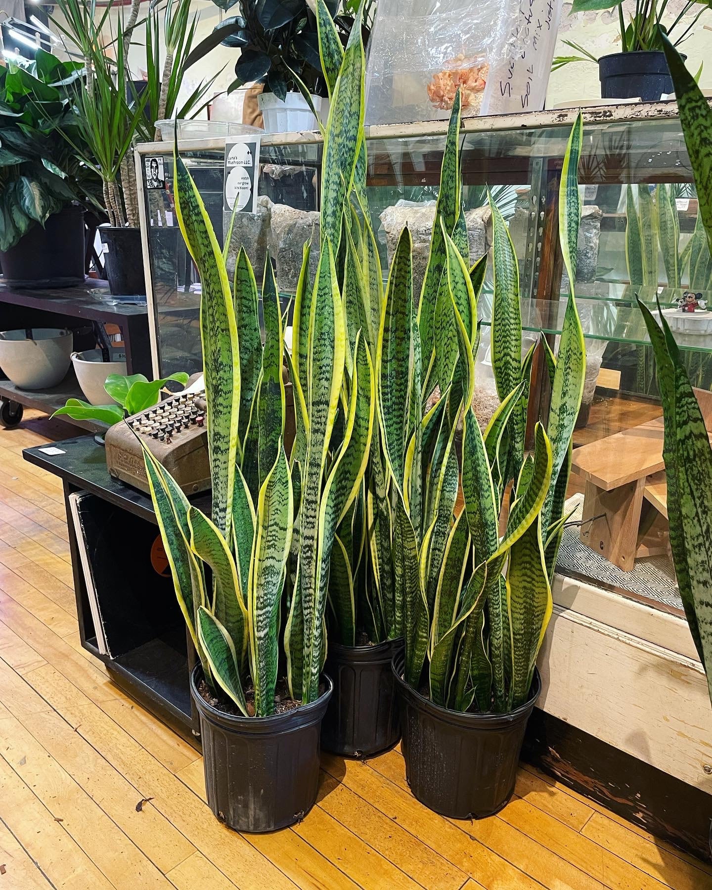 Sansevieria | Plant Mode