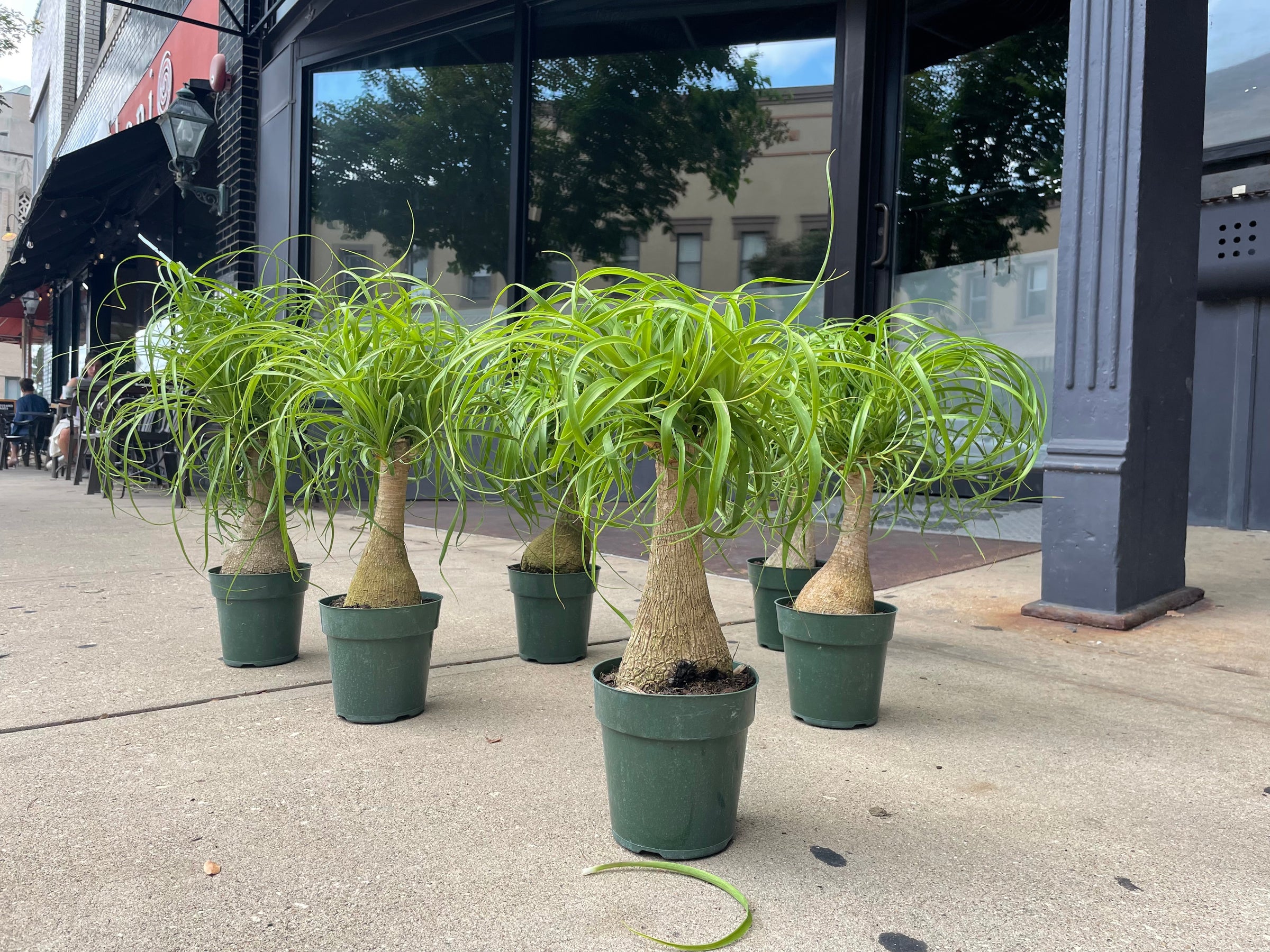 spider plants for sale near me Spider Plant Hawaiian main image 0