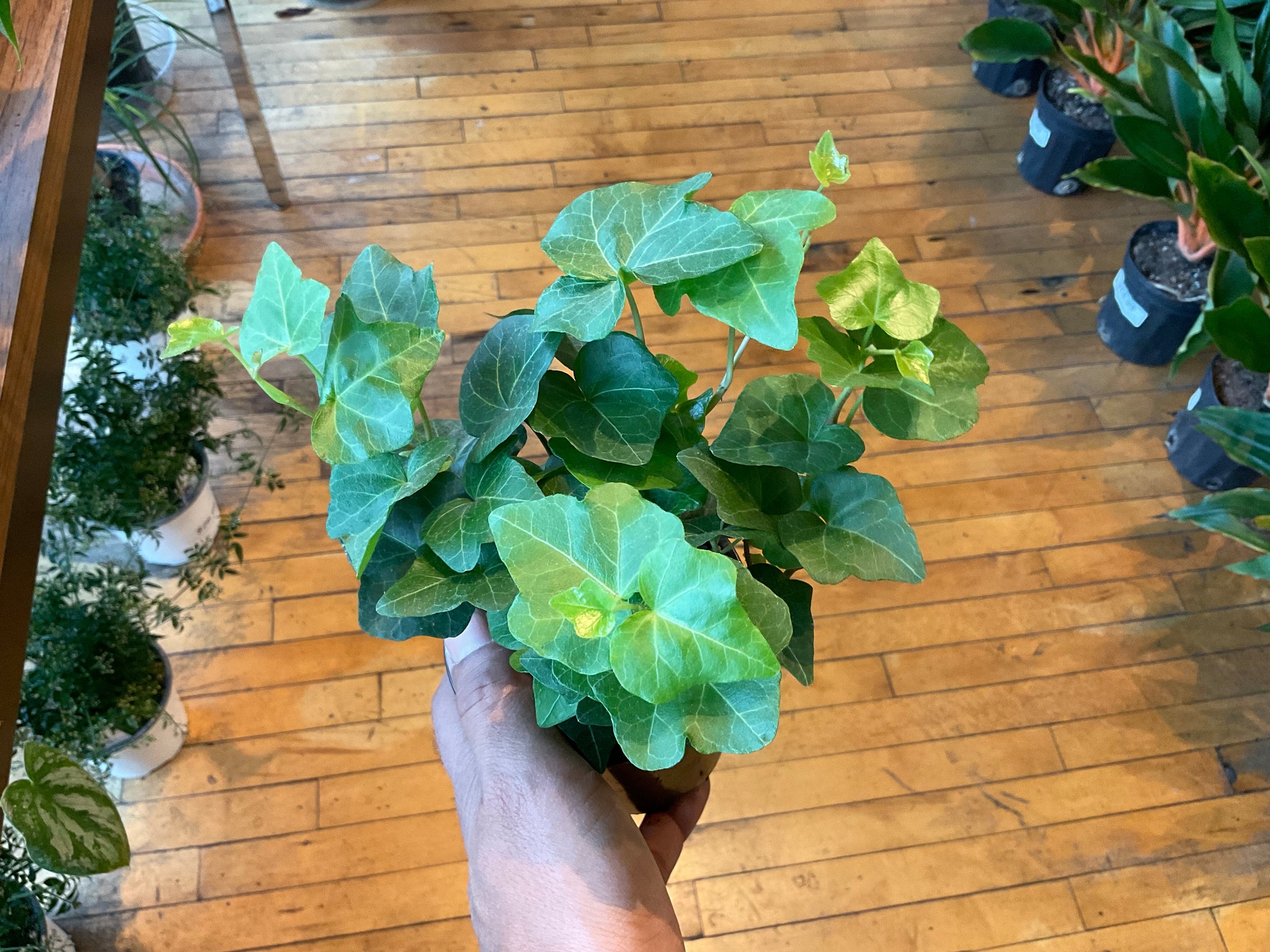 faux fiddle leaf fig plant Elegant Green Fiddle Leaf Fig Artificial plant