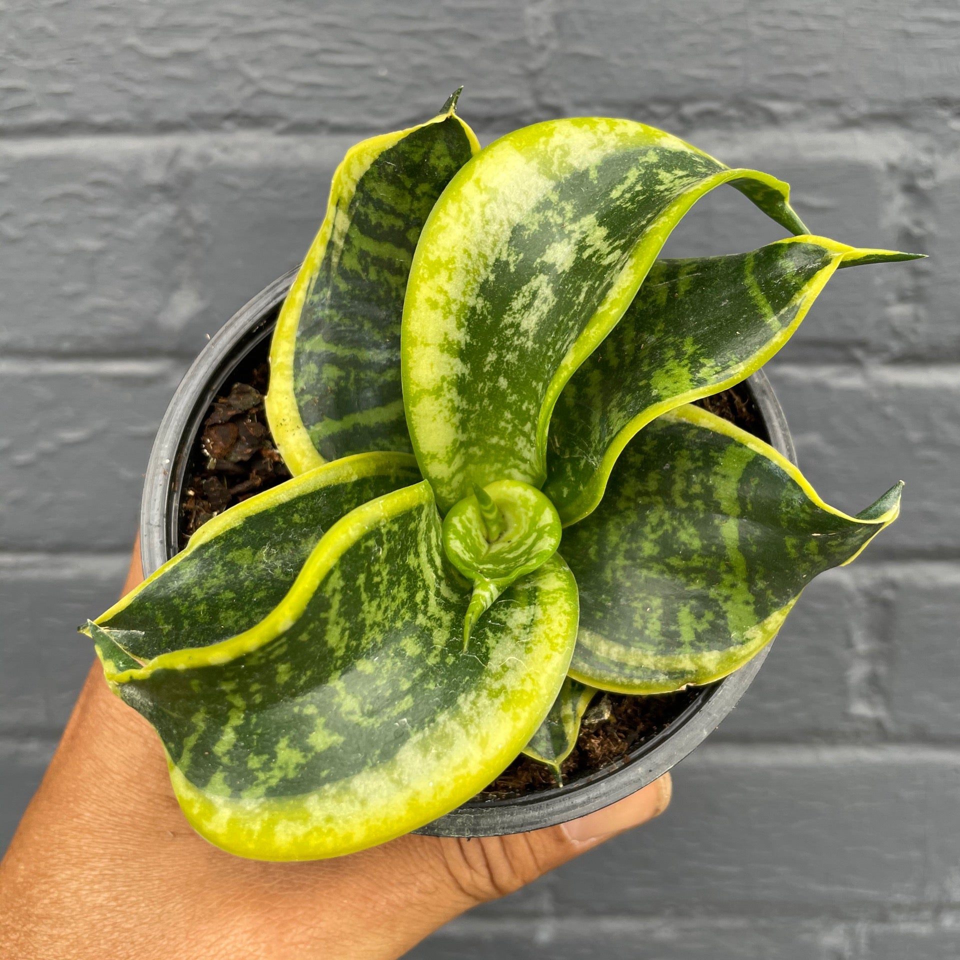 4 Curly Birds Nest Sansevieria | Plant Mode