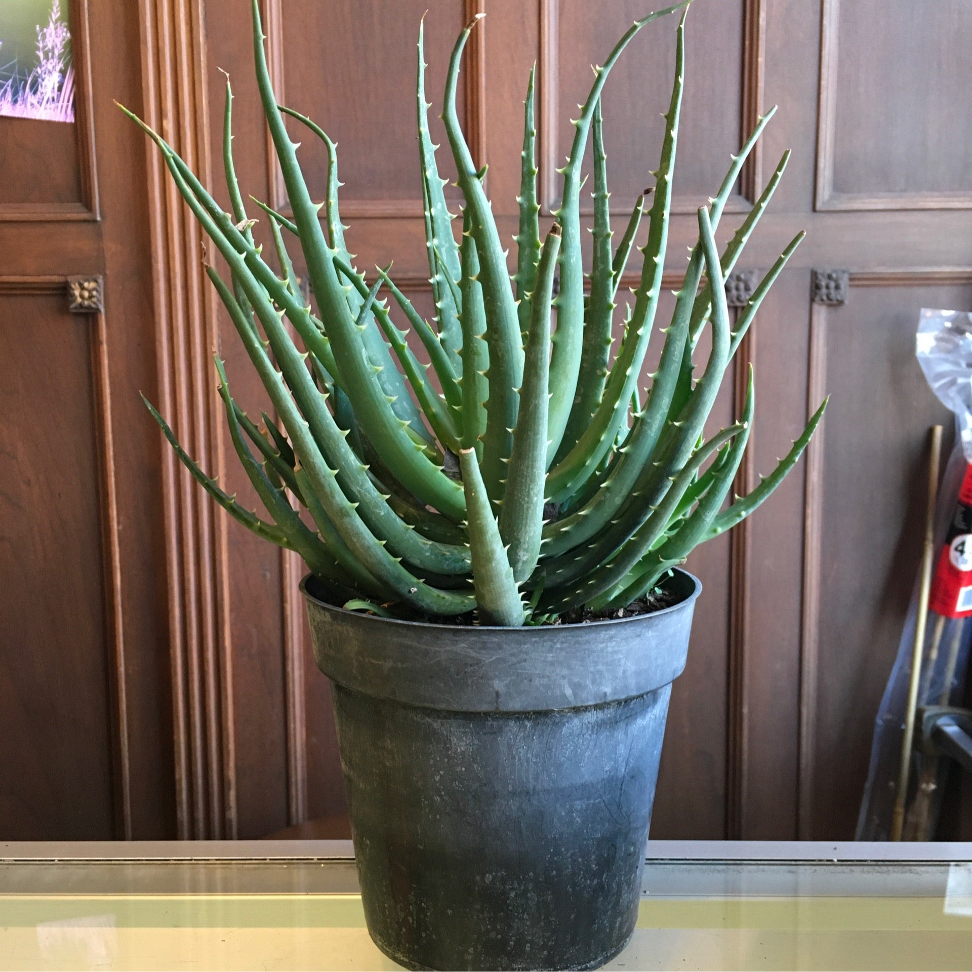 6 Aloe 'Hedgehog' | Plant Mode