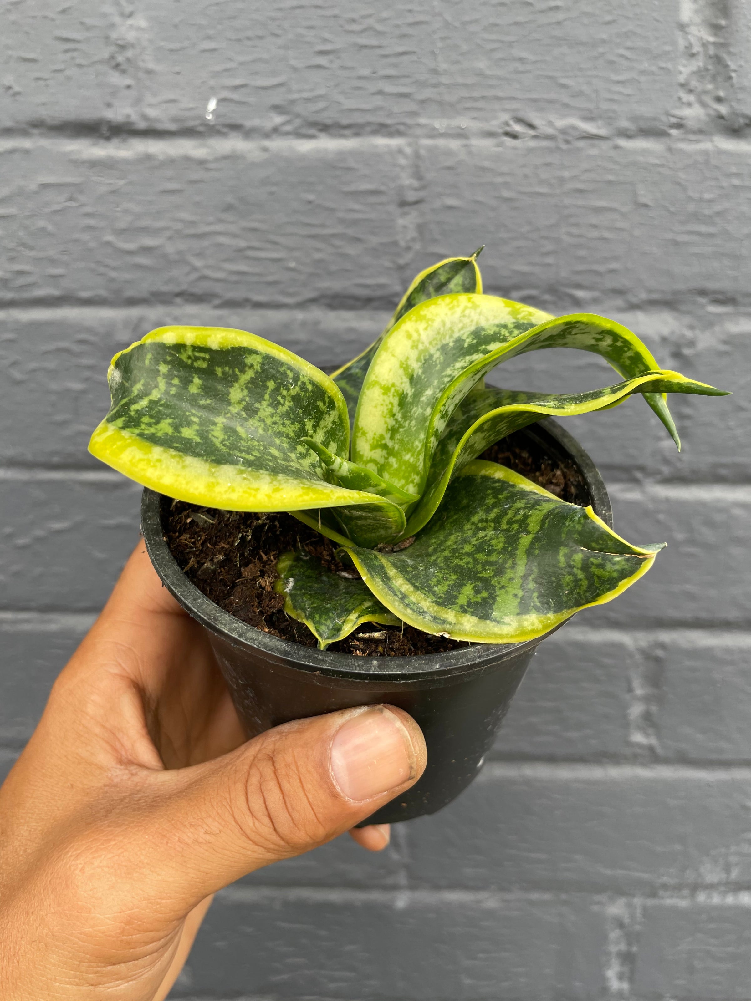 4 Curly Birds Nest Sansevieria | Plant Mode