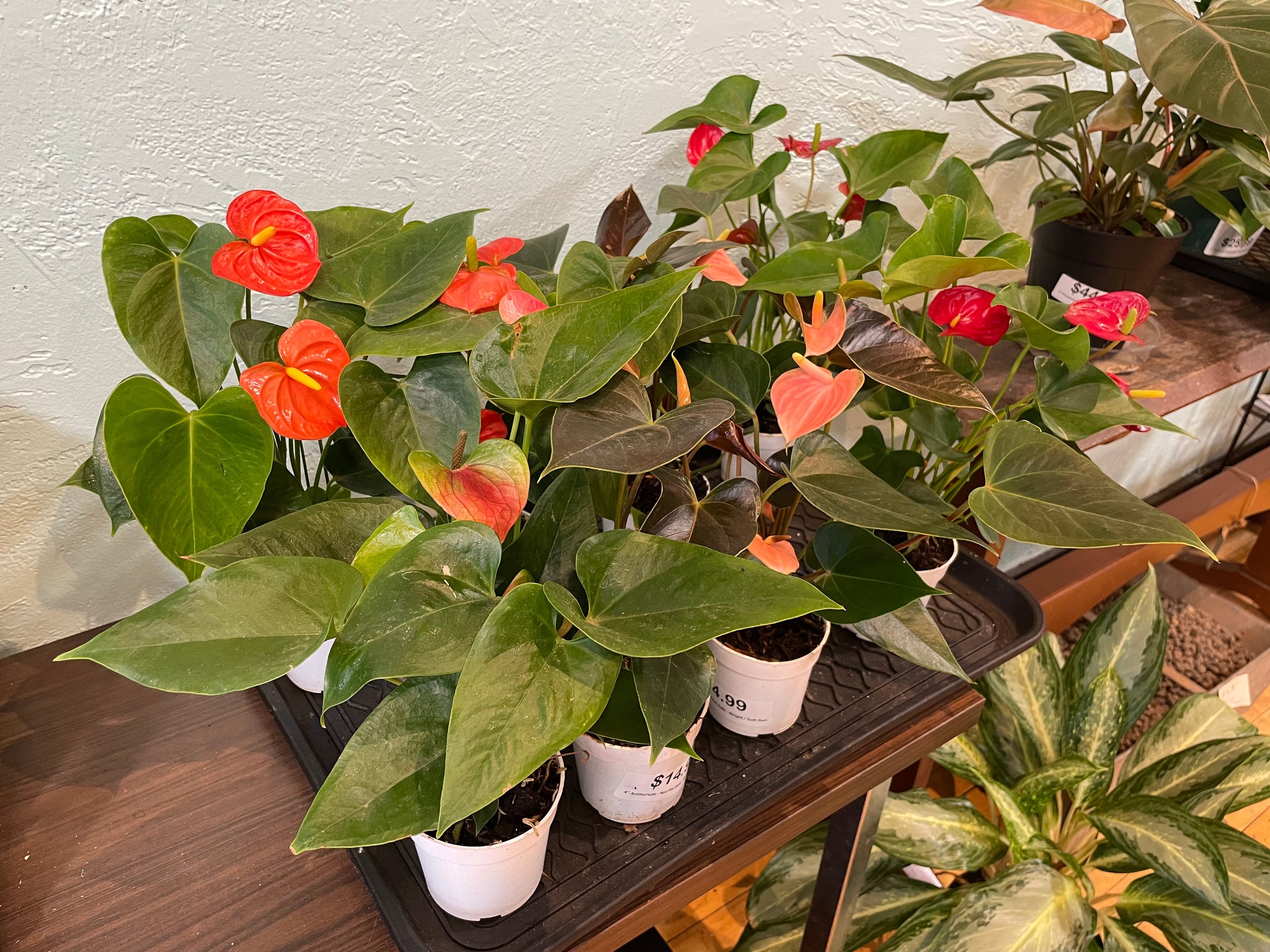 Anthurium Flower | Plant Mode