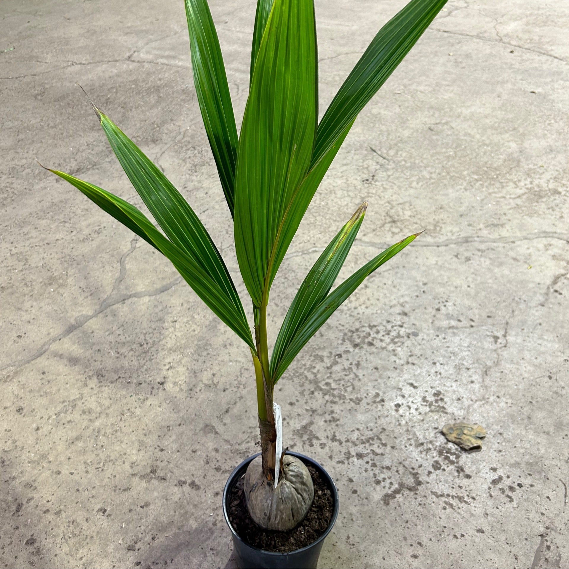 Coconut Palm