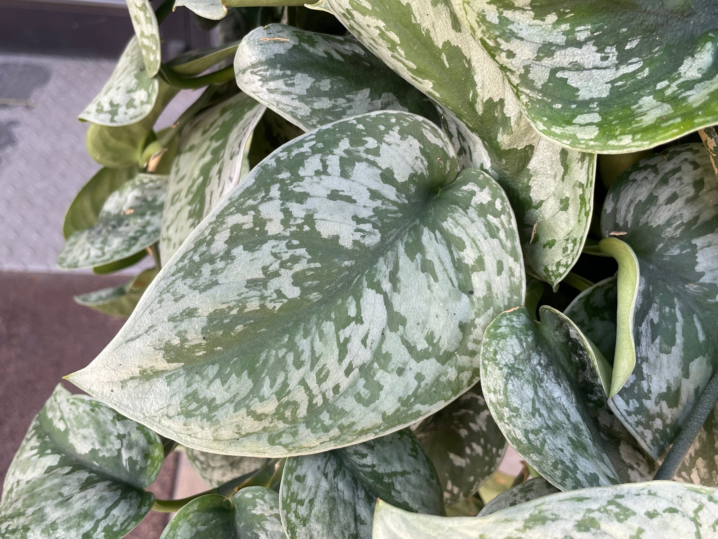Scindapsus Silver Satin Pothos | Plant Mode