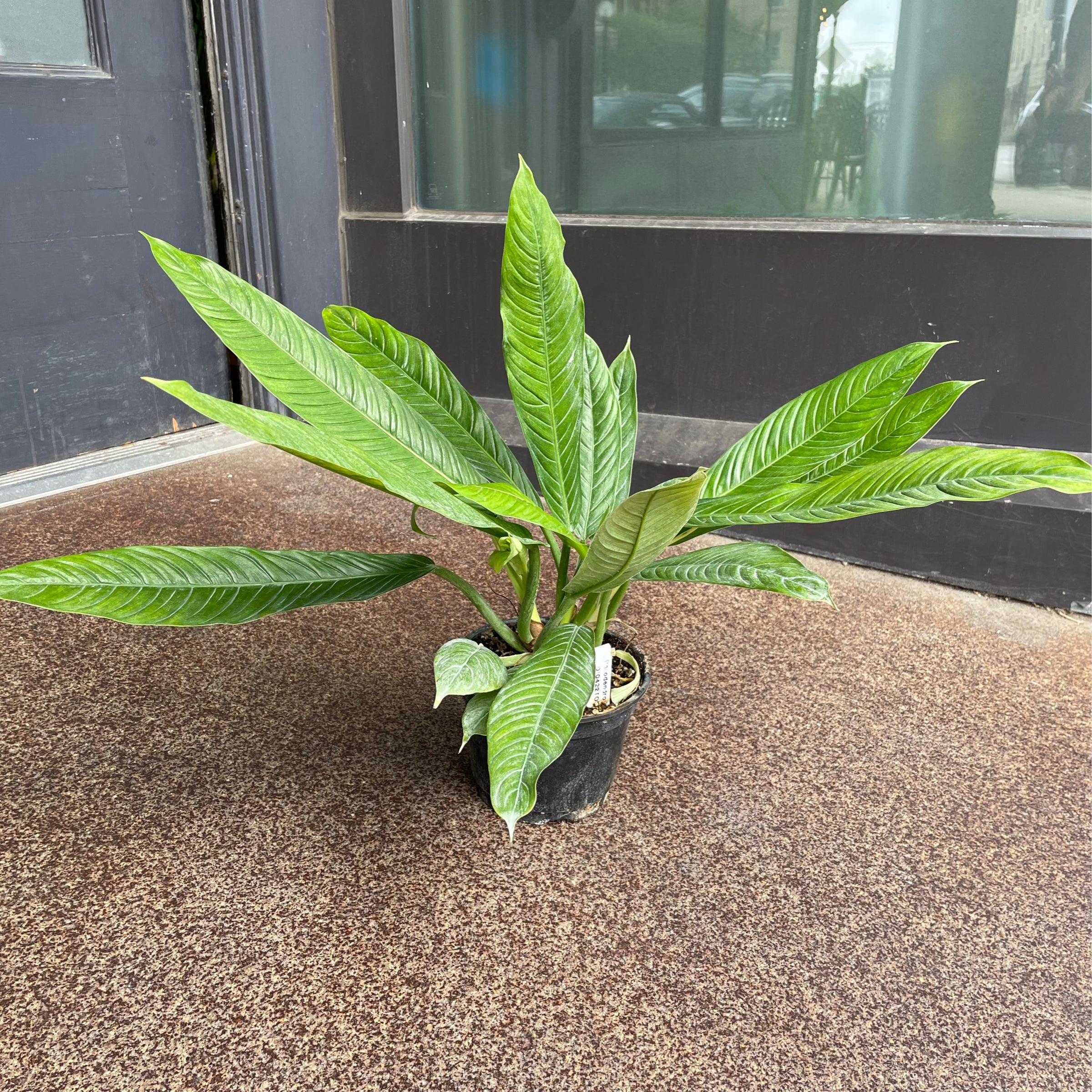 Philodendron campii Lynette | Plant Mode