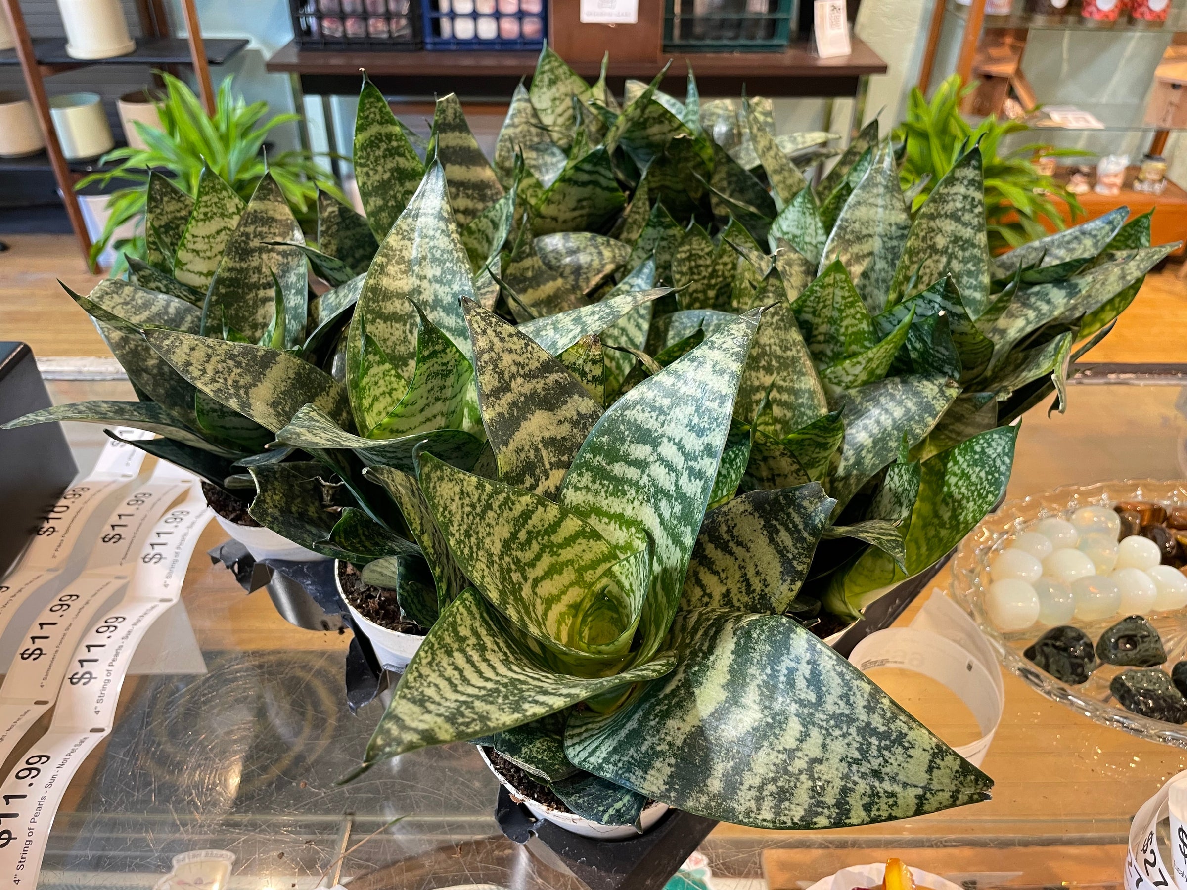 Cool Birds Nest Variety of Sansevieria Forest Star | Plant Mode