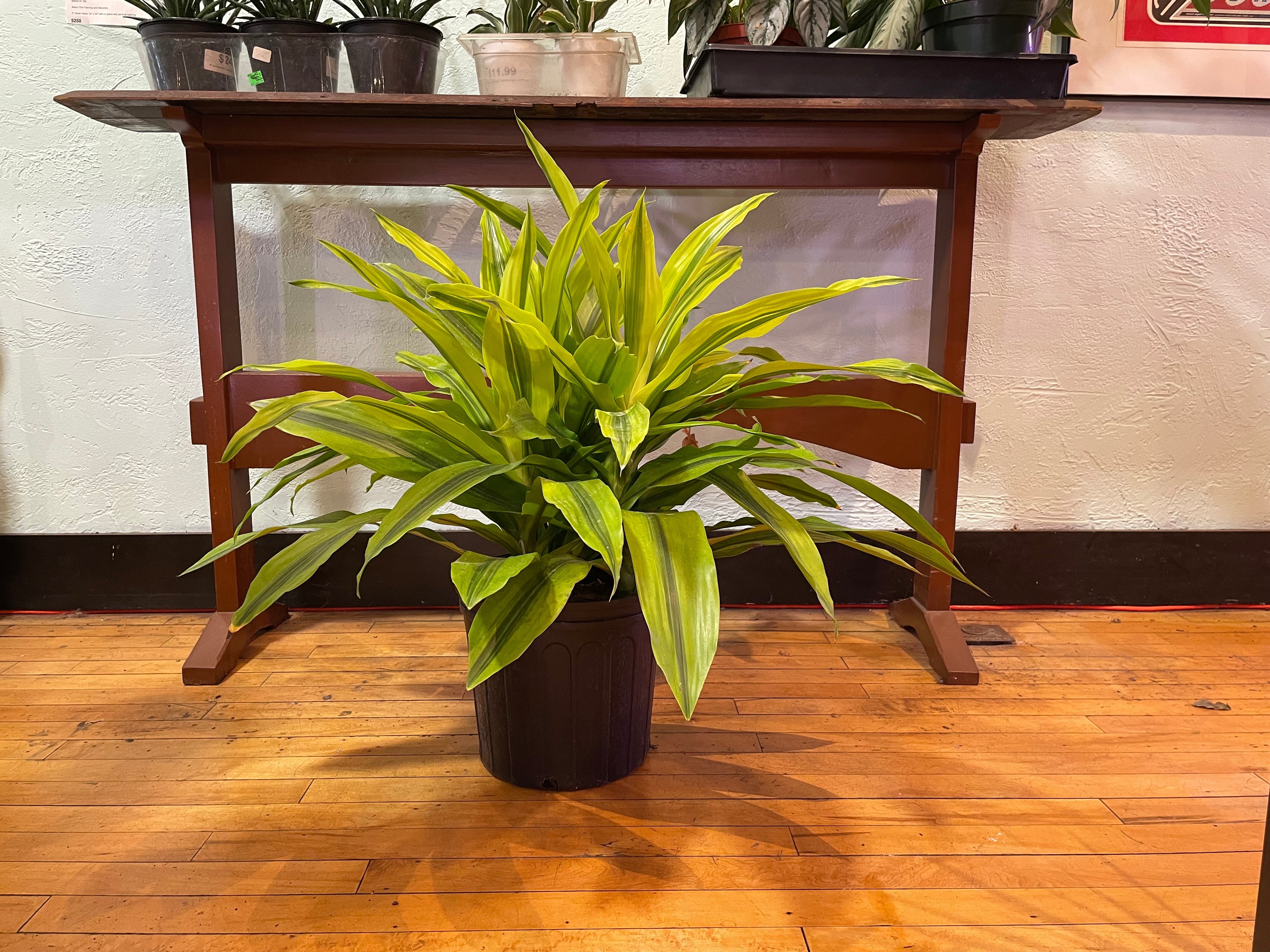 Dracaena Kristi | Plant Mode