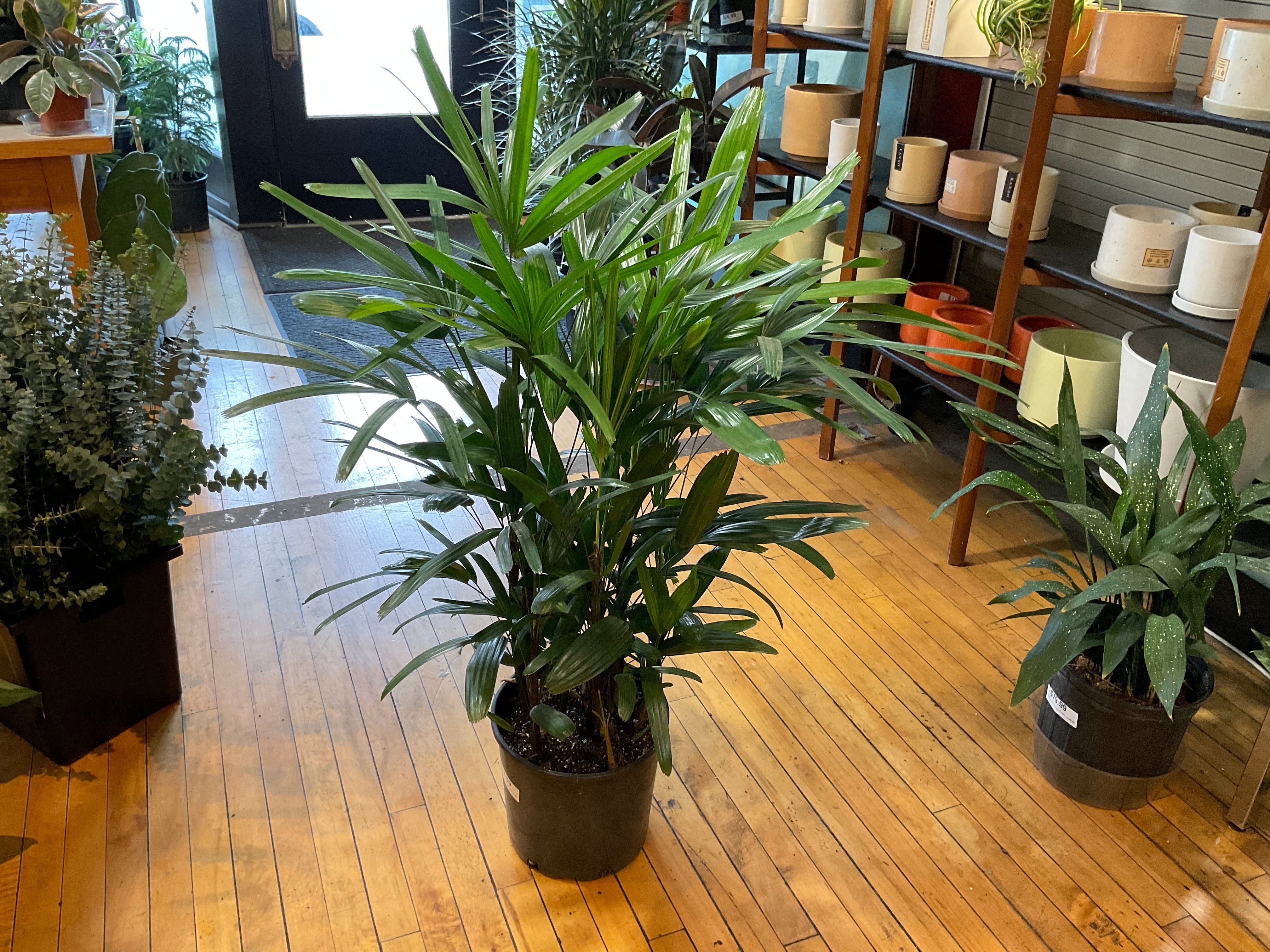 Rhapis Palm | Plant Mode