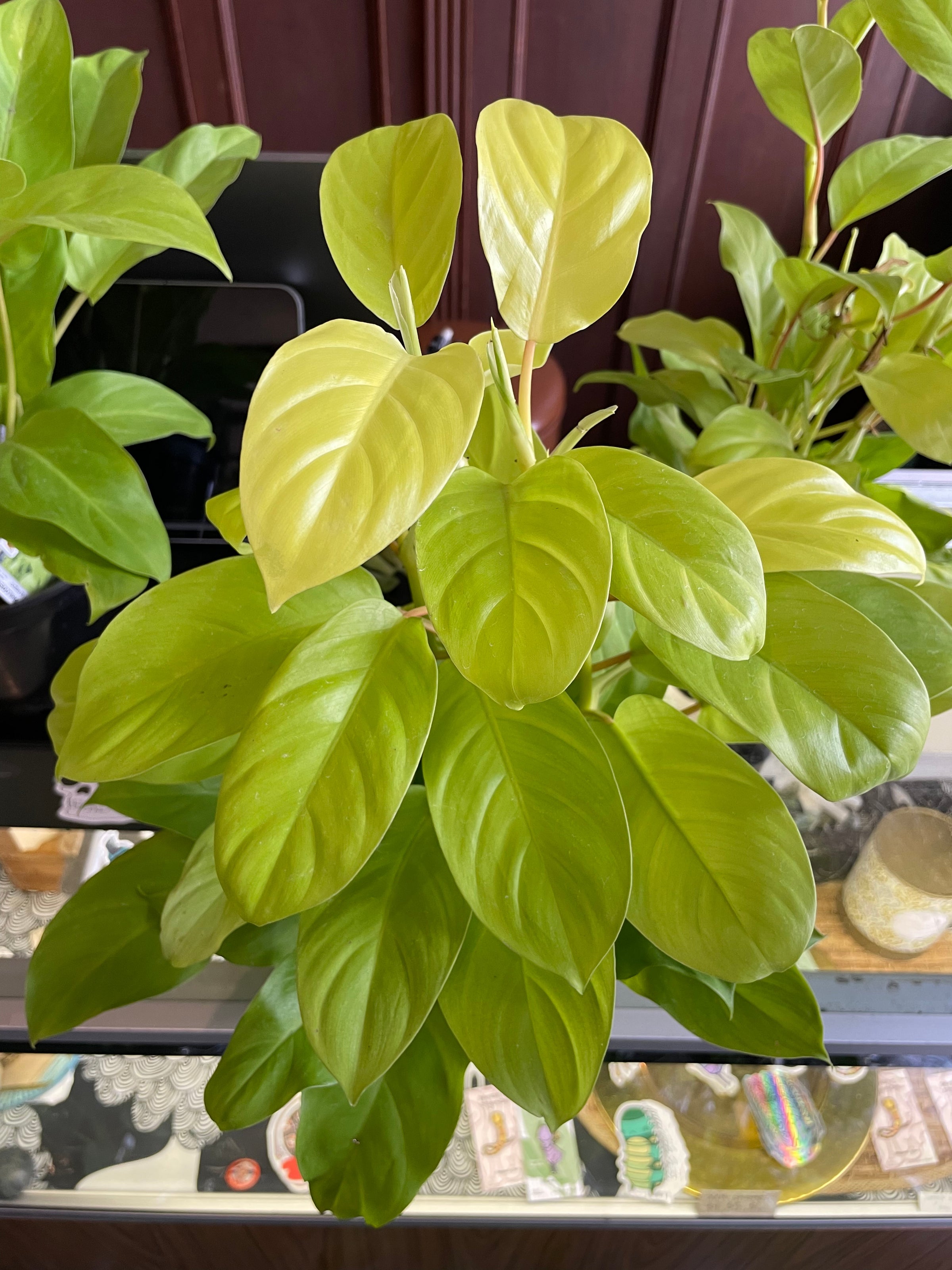 Neon Golden Goddess Philodendron | Plant Mode