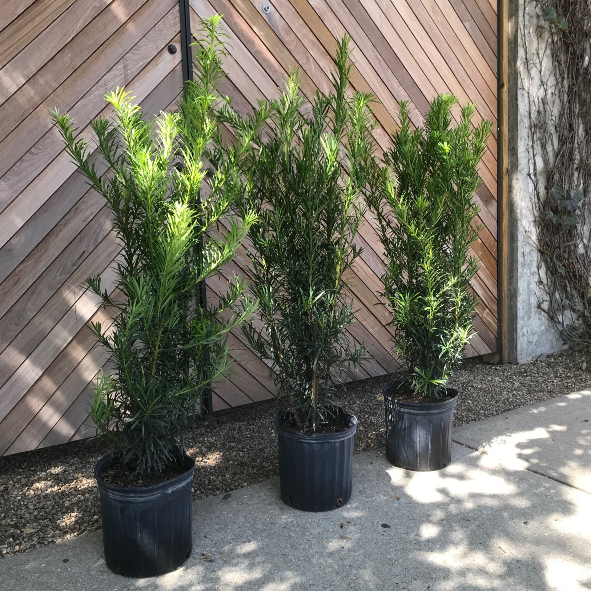 10” Podocarpus Maki | Plant Mode