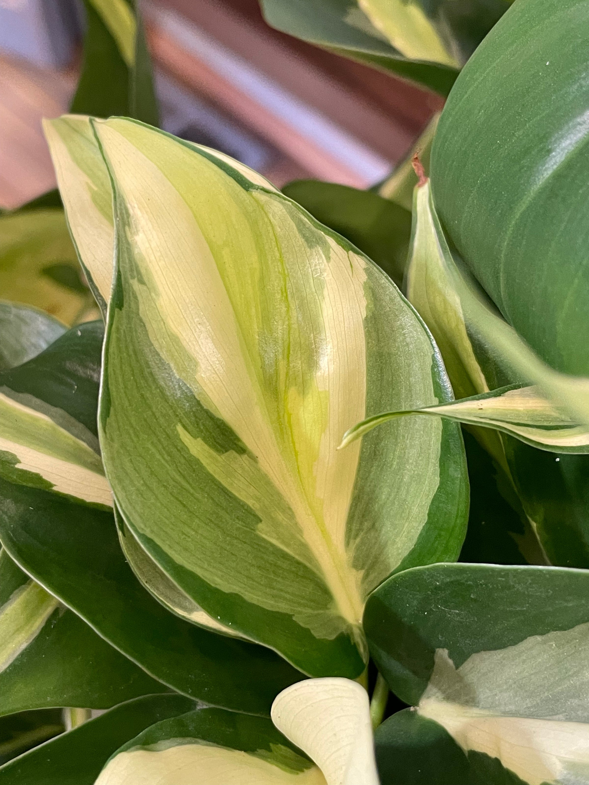 Philodendron Rio | Plant Mode