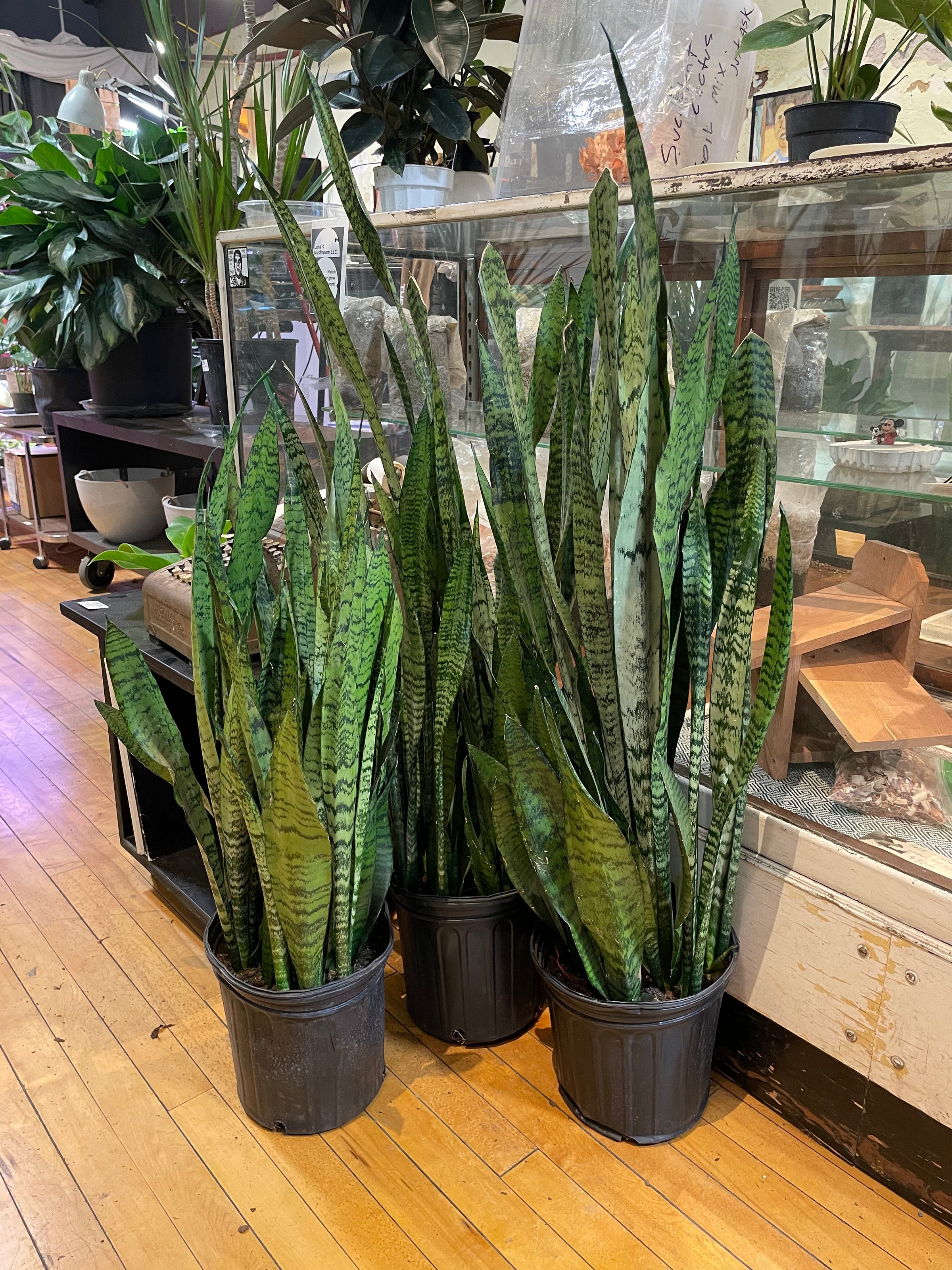 Sansevieria | Plant Mode
