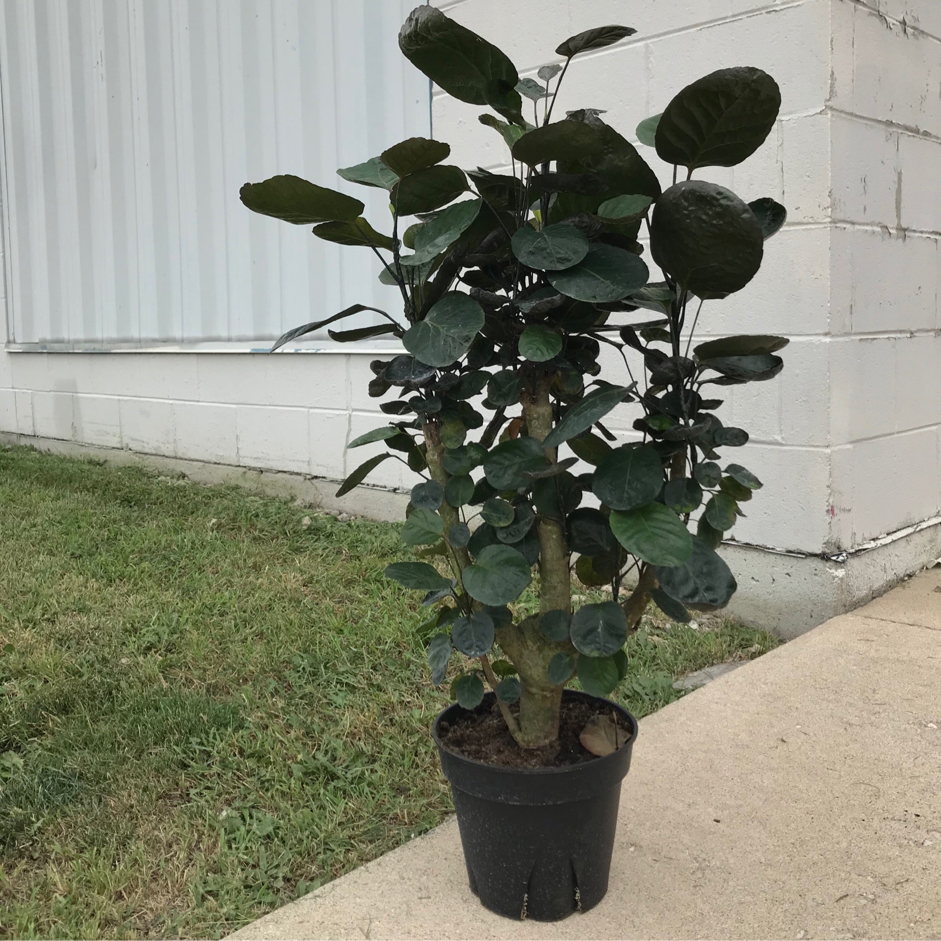 8 Fabian Aralia | Plant Mode