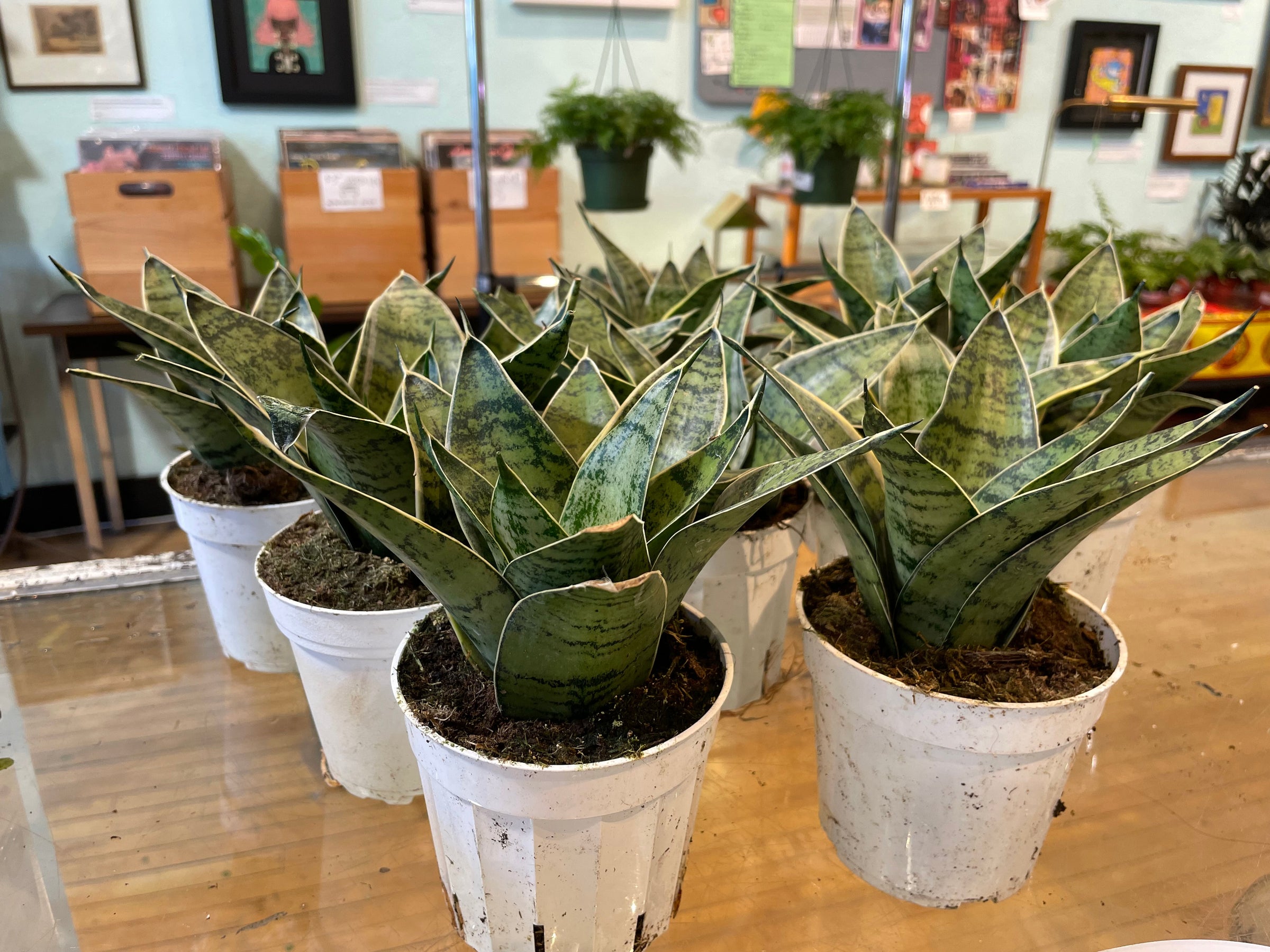 Sansevieria Silver Star