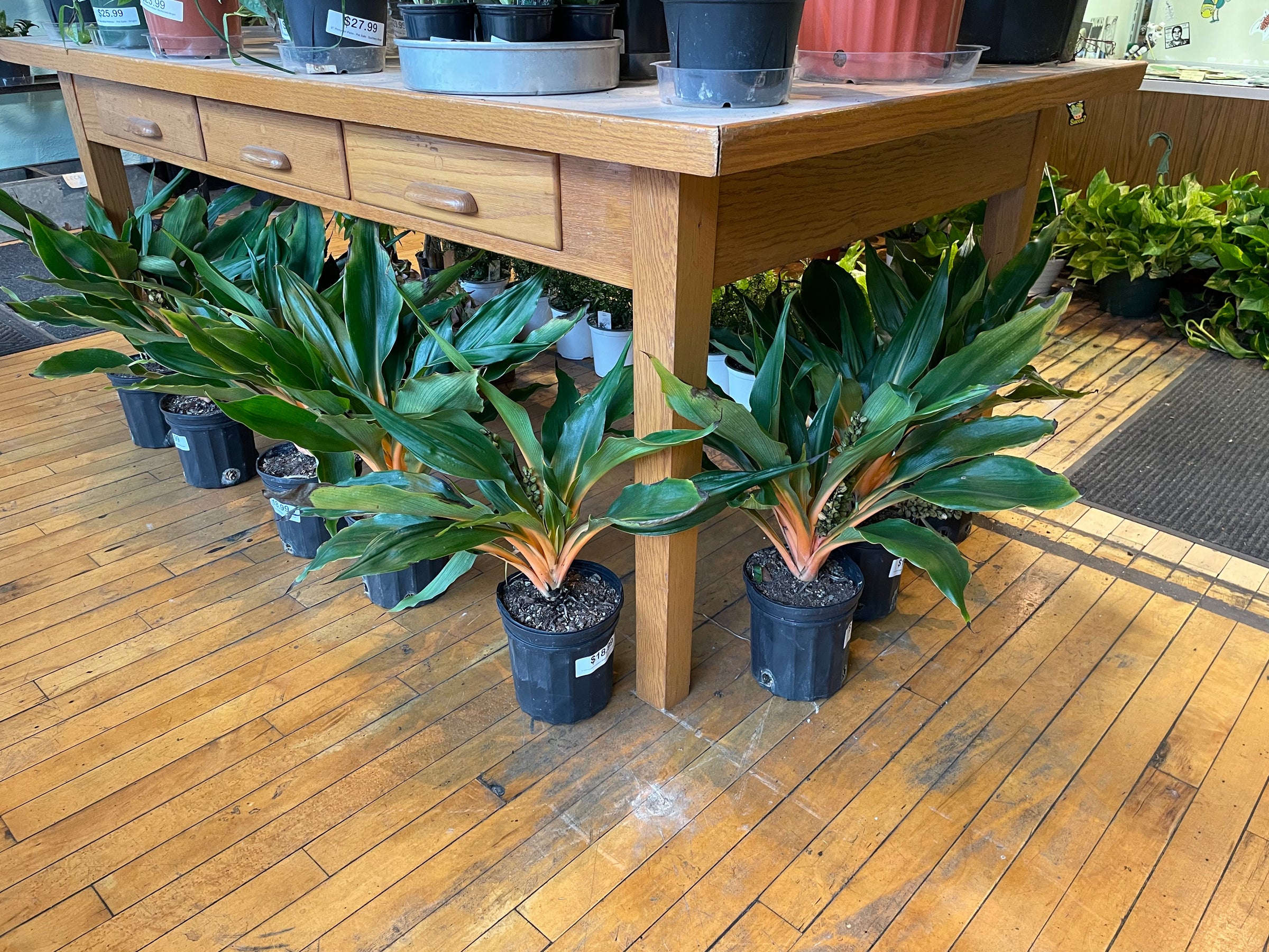 Chlorophytum orchidastrum (Green/Orange Spider Plant) | Plant Mode