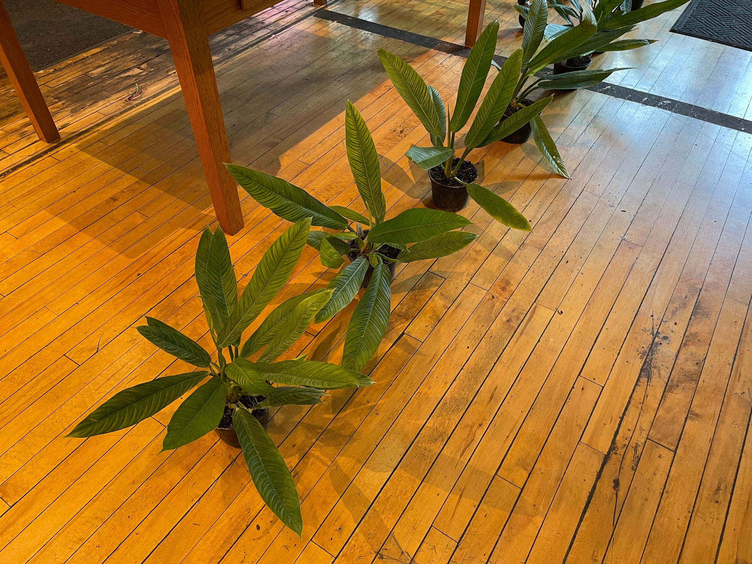 Philodendron campii Lynette | Plant Mode