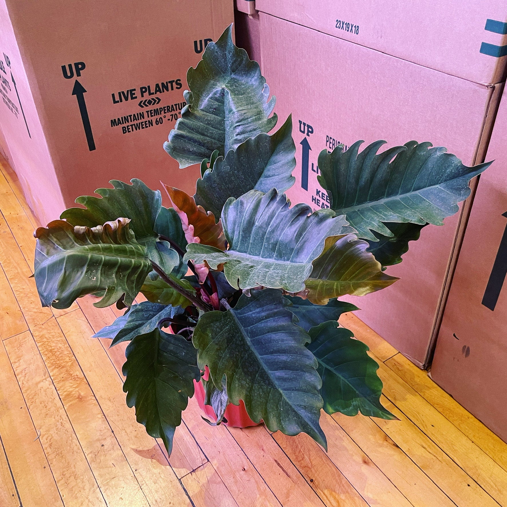 plant een olijfboom Kunst Olijfboom 150cm | Gratis Levering