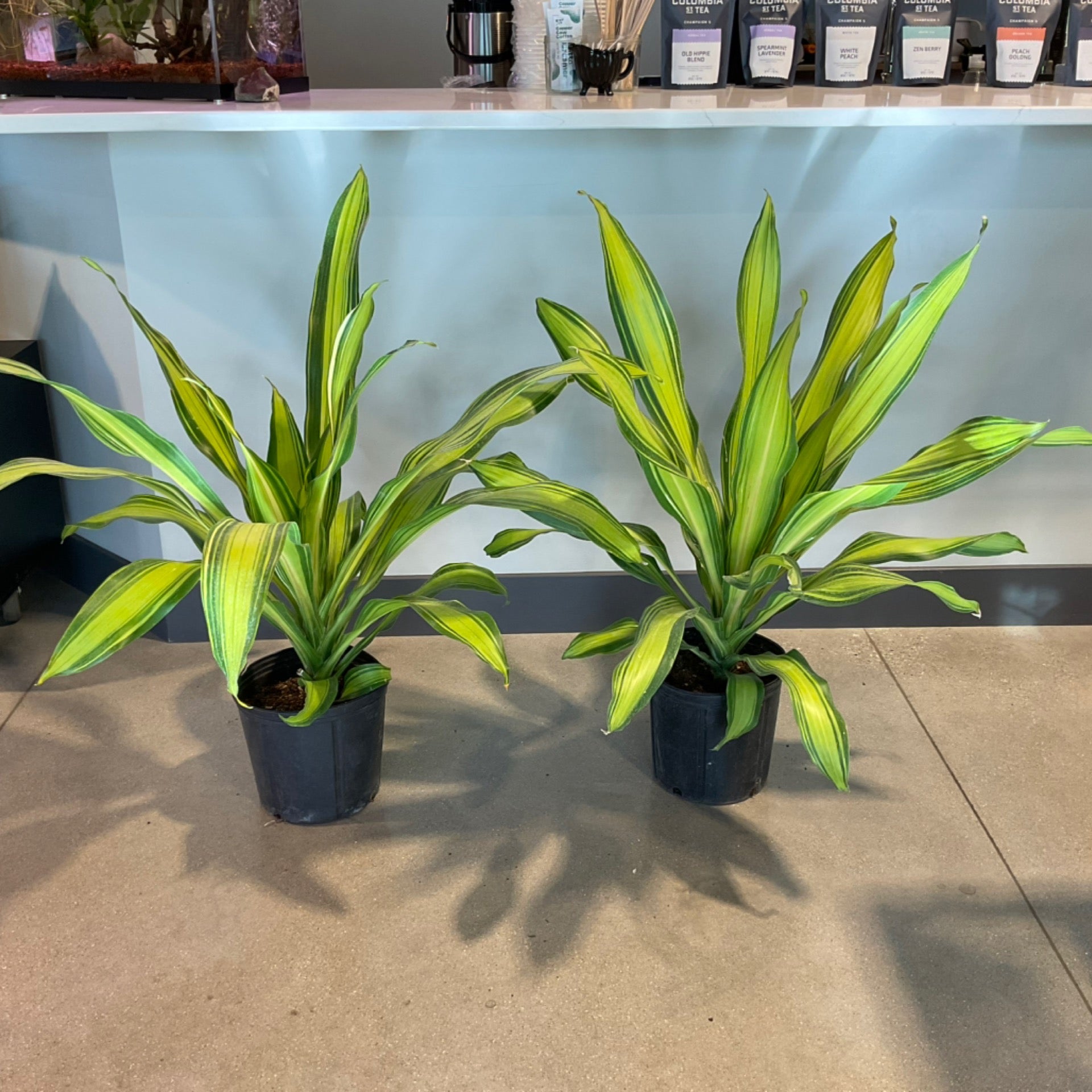 pesticide for indoor plants Pest Control – Seafoam Lavender