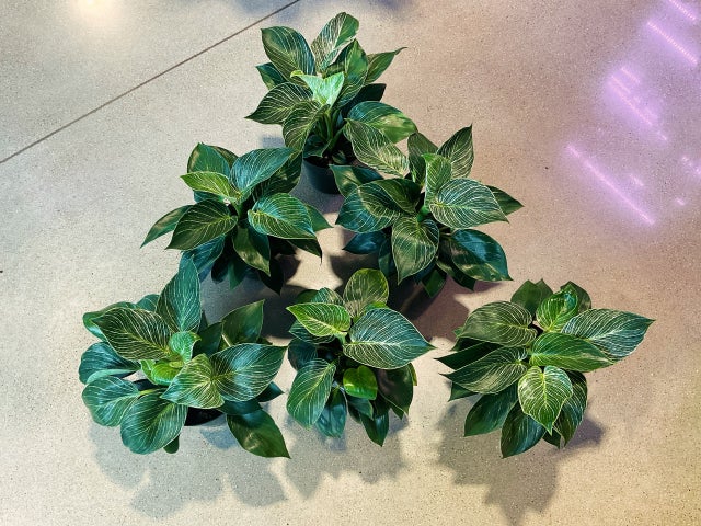 Plants! | Plant Mode