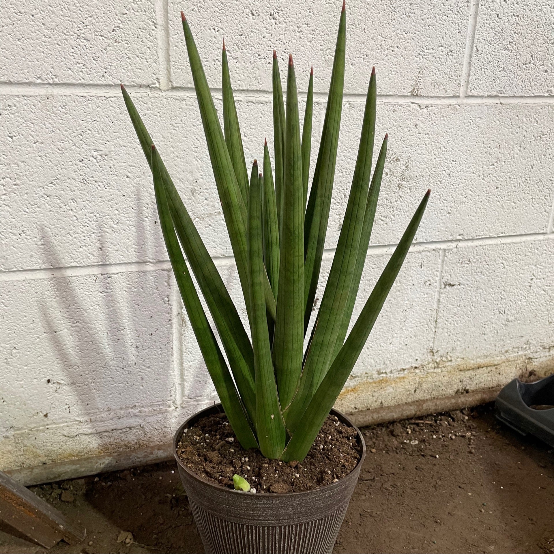 8 Sansevieria Bob | Plant Mode