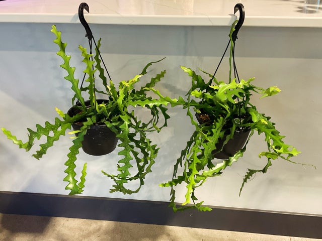 Plants! | Plant Mode