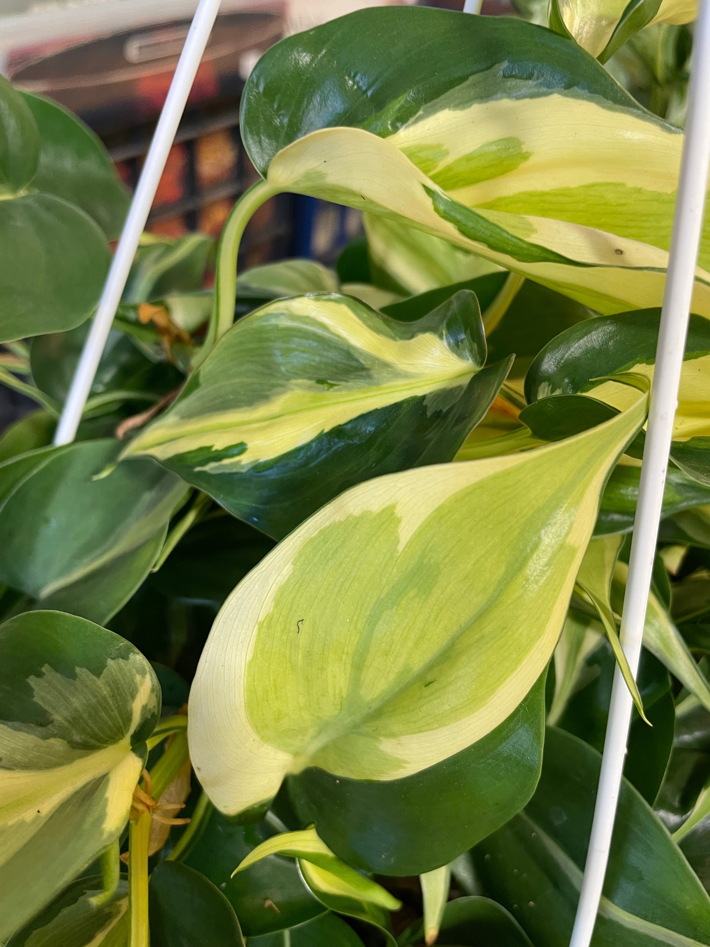 philodendron martianum variegata Buy Philodendron Matianum “Fat Boy” Varie… main image 0