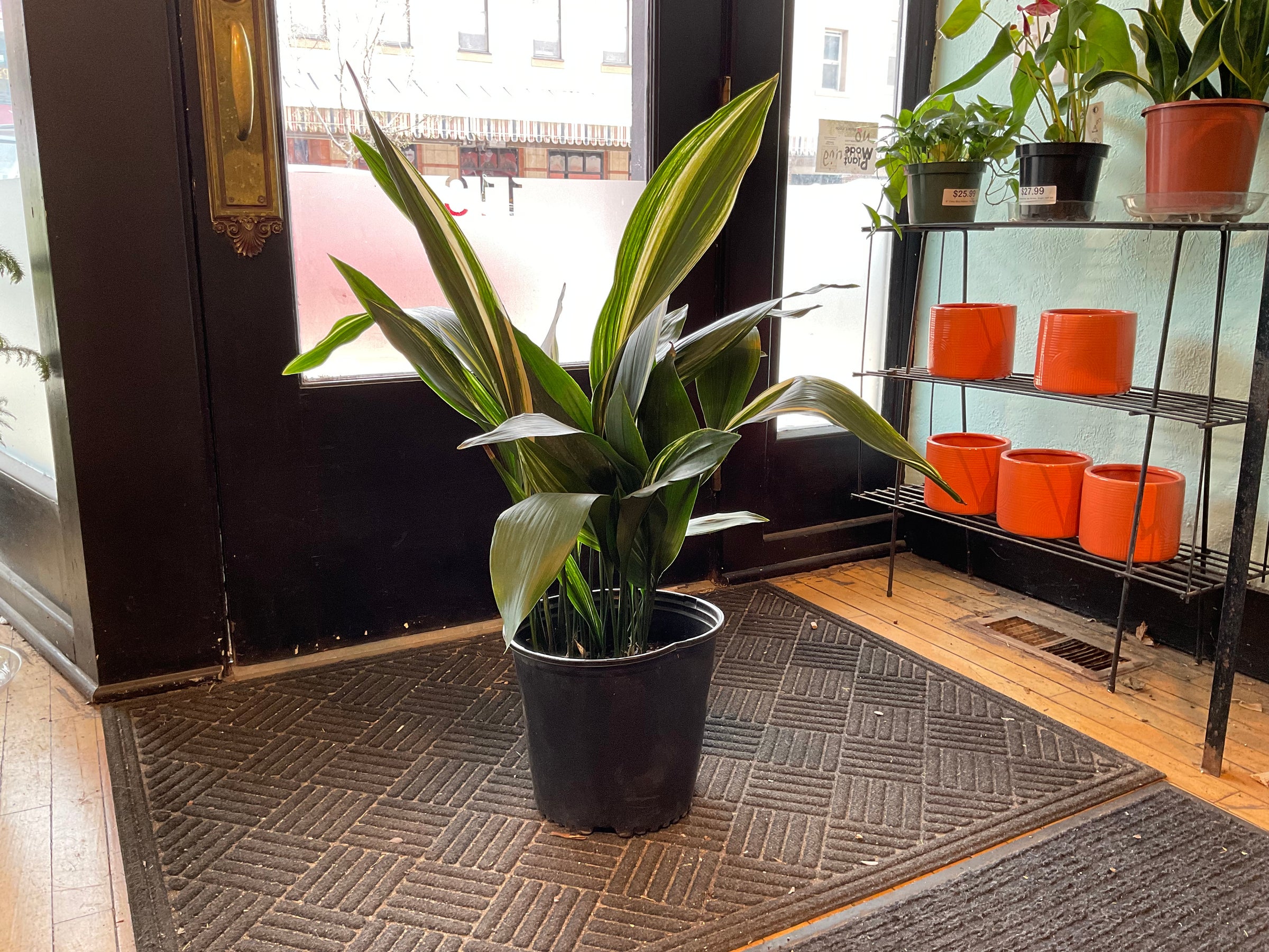 Aspidistra Milky Way | Plant Mode
