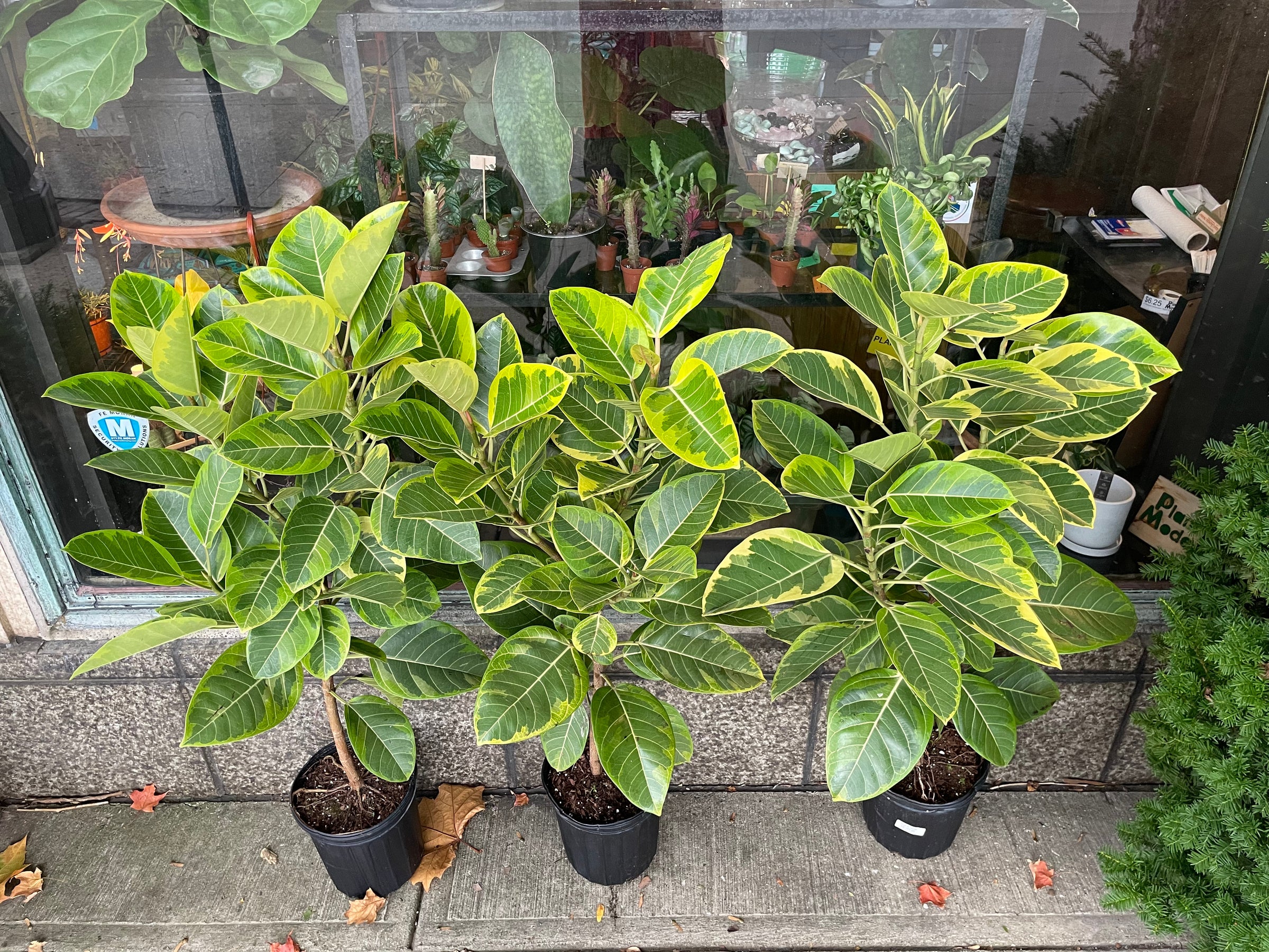 order house plants online Potted house plant