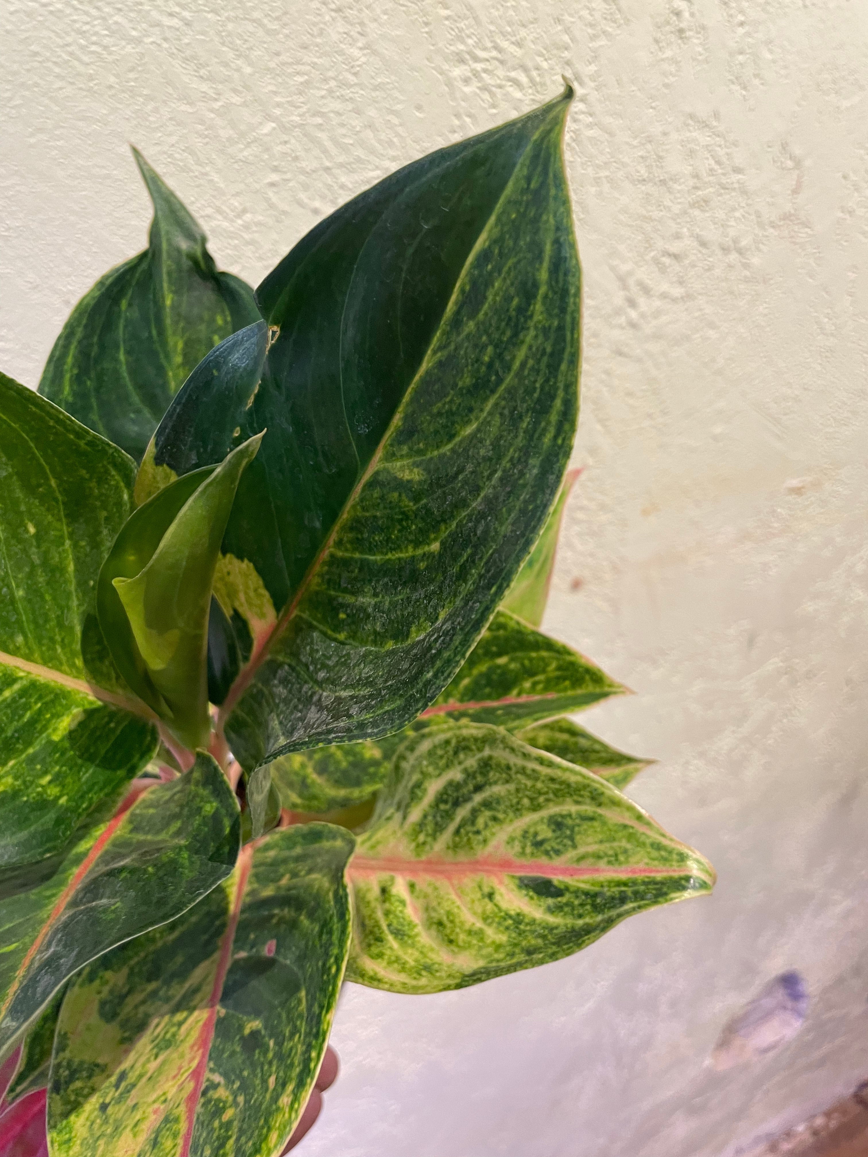 Aglaonema Papaya | Plant Mode