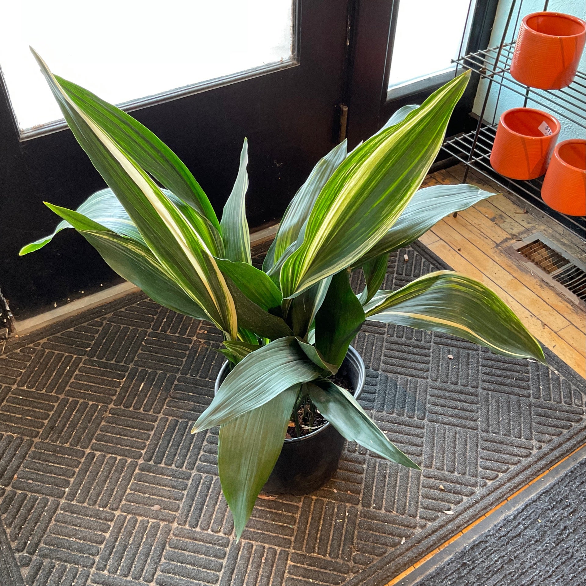 Aspidistra Milky Way | Plant Mode