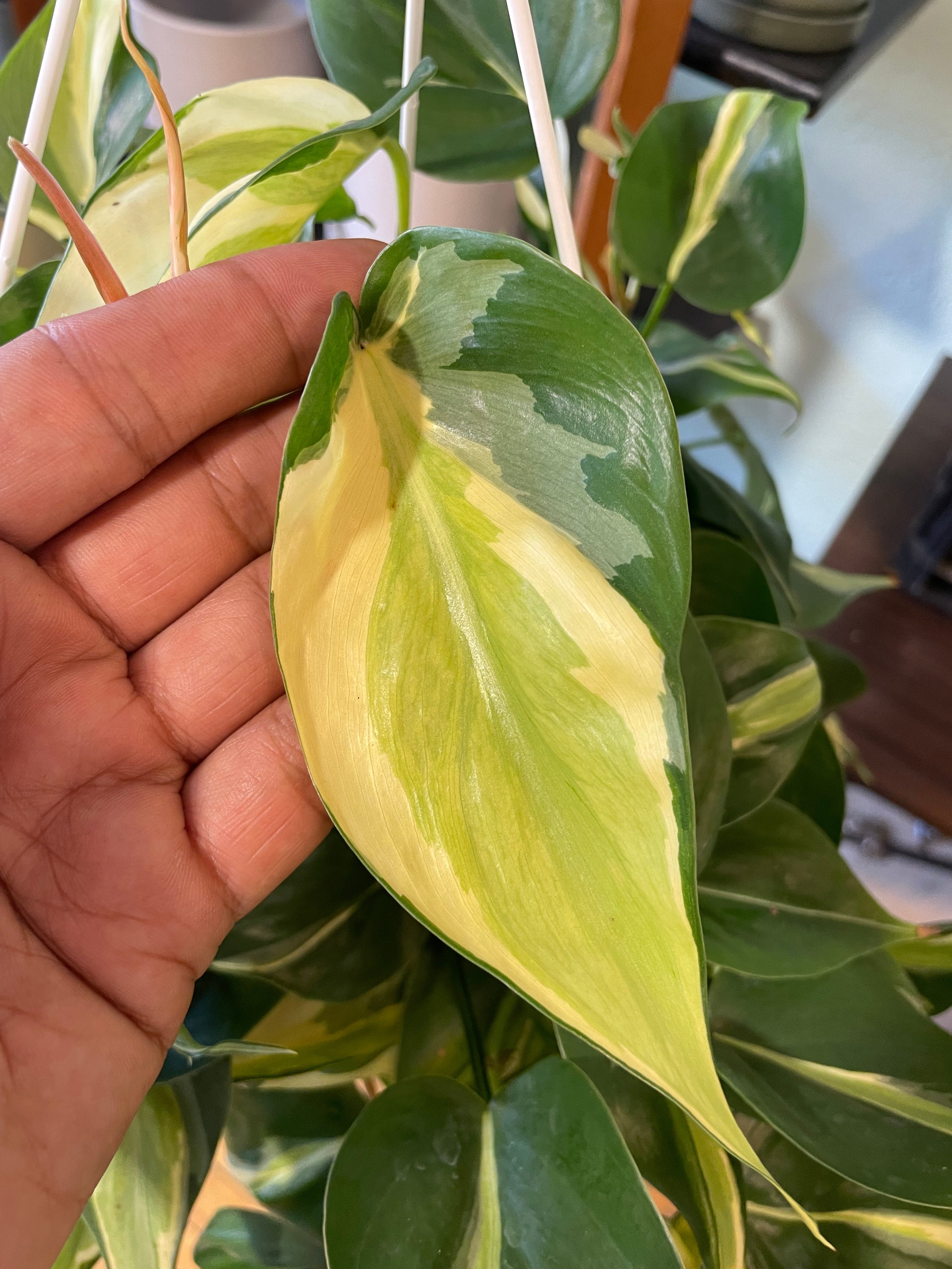 Philodendron Rio | Plant Mode