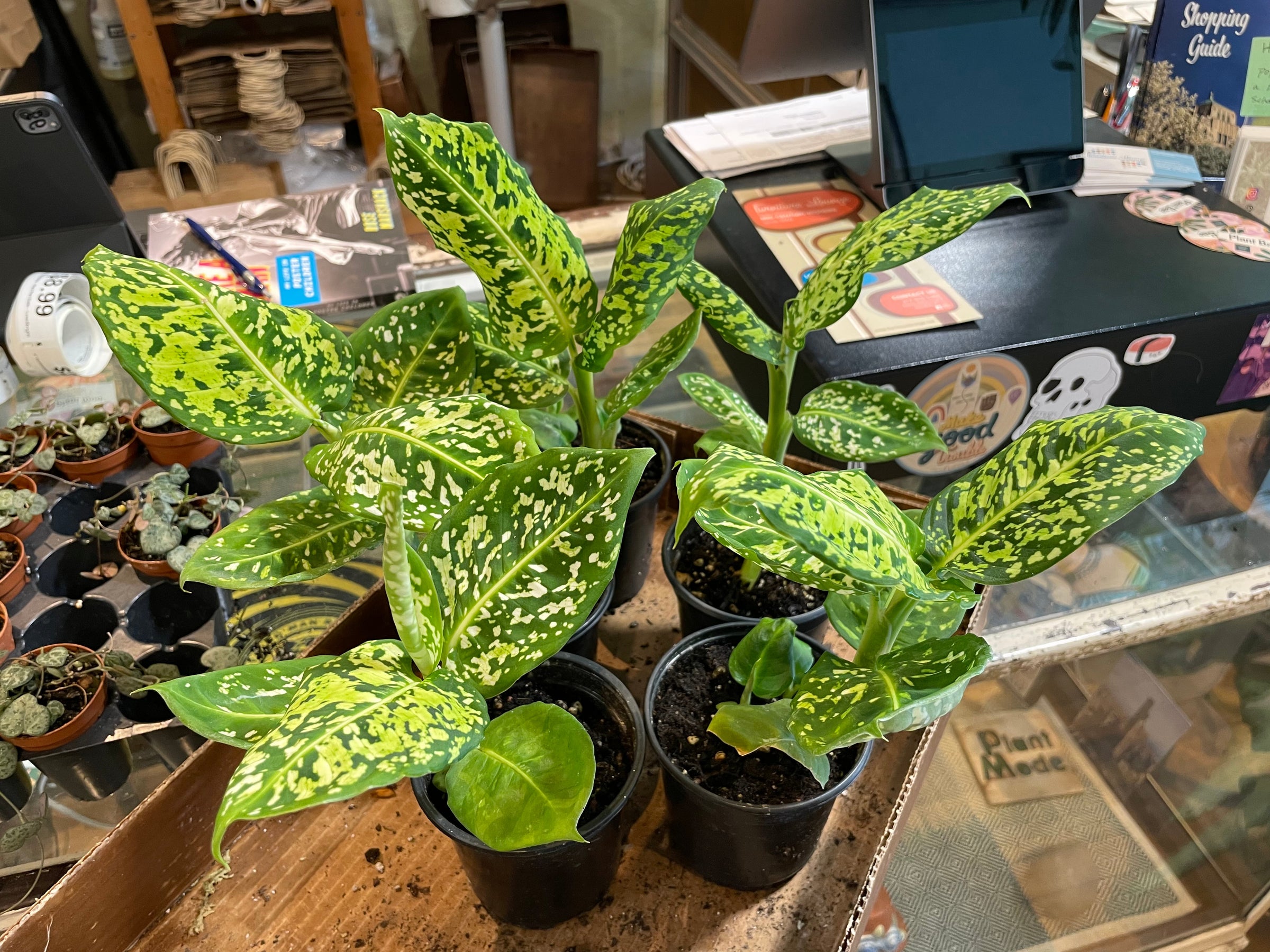 pearls and jade pothos Live Pearls and Jade Pothos in a 4" Nursery Pot