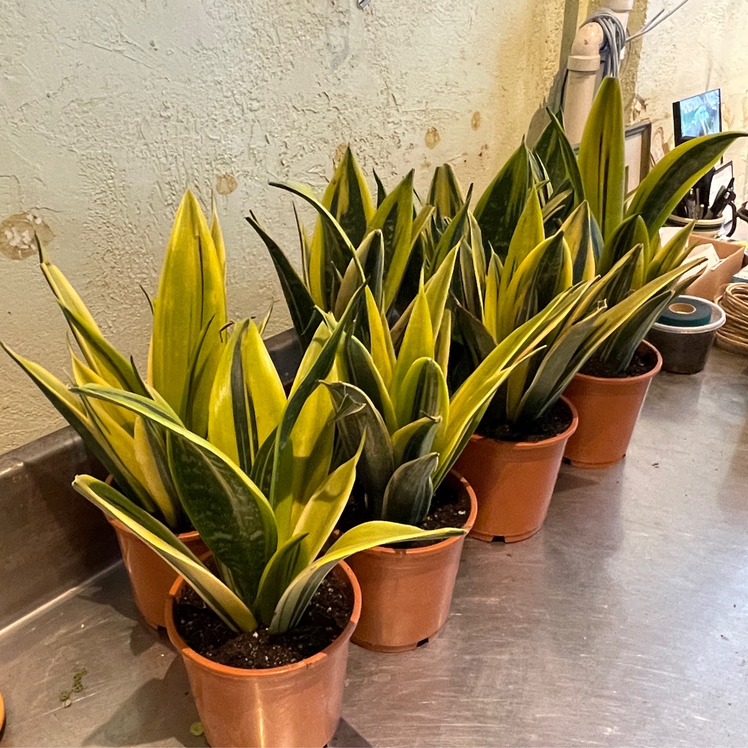 La Rubia Sansevieria